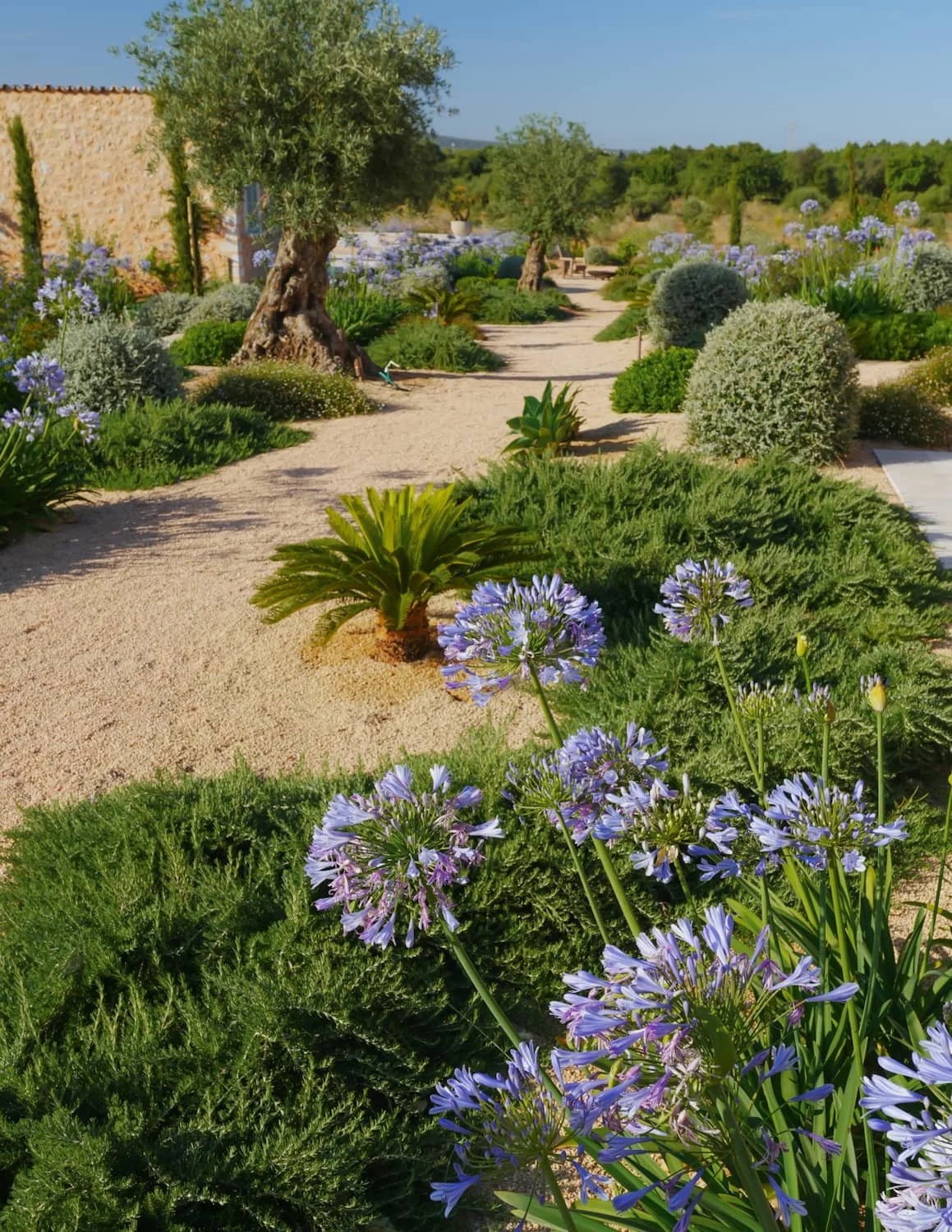 evergreen-path-agapanthus-mallorca.JPG