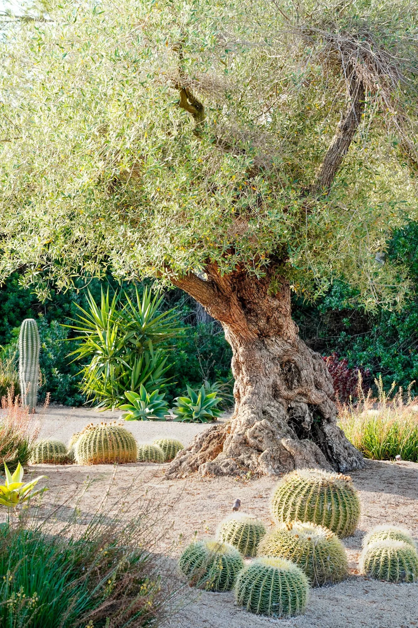 A desert scene with a large gnarled tree surrounded by barrel cacti, cacti, and succulents, with a sandy ground and sparse vegetation.
