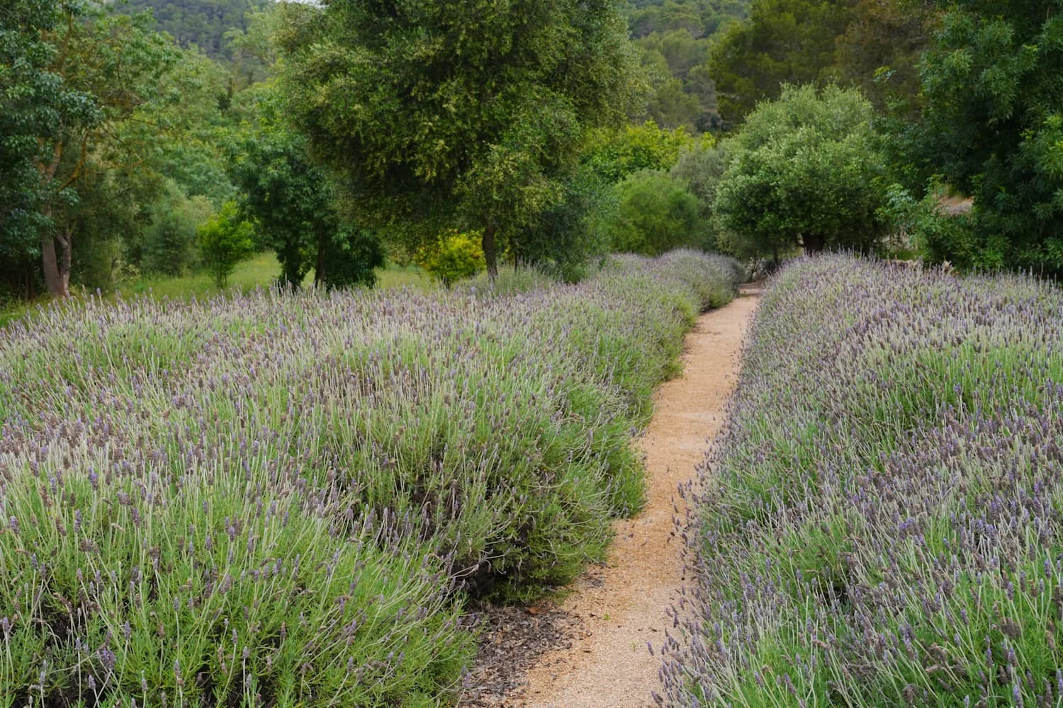 lavender-field-path-mallorca.JPG