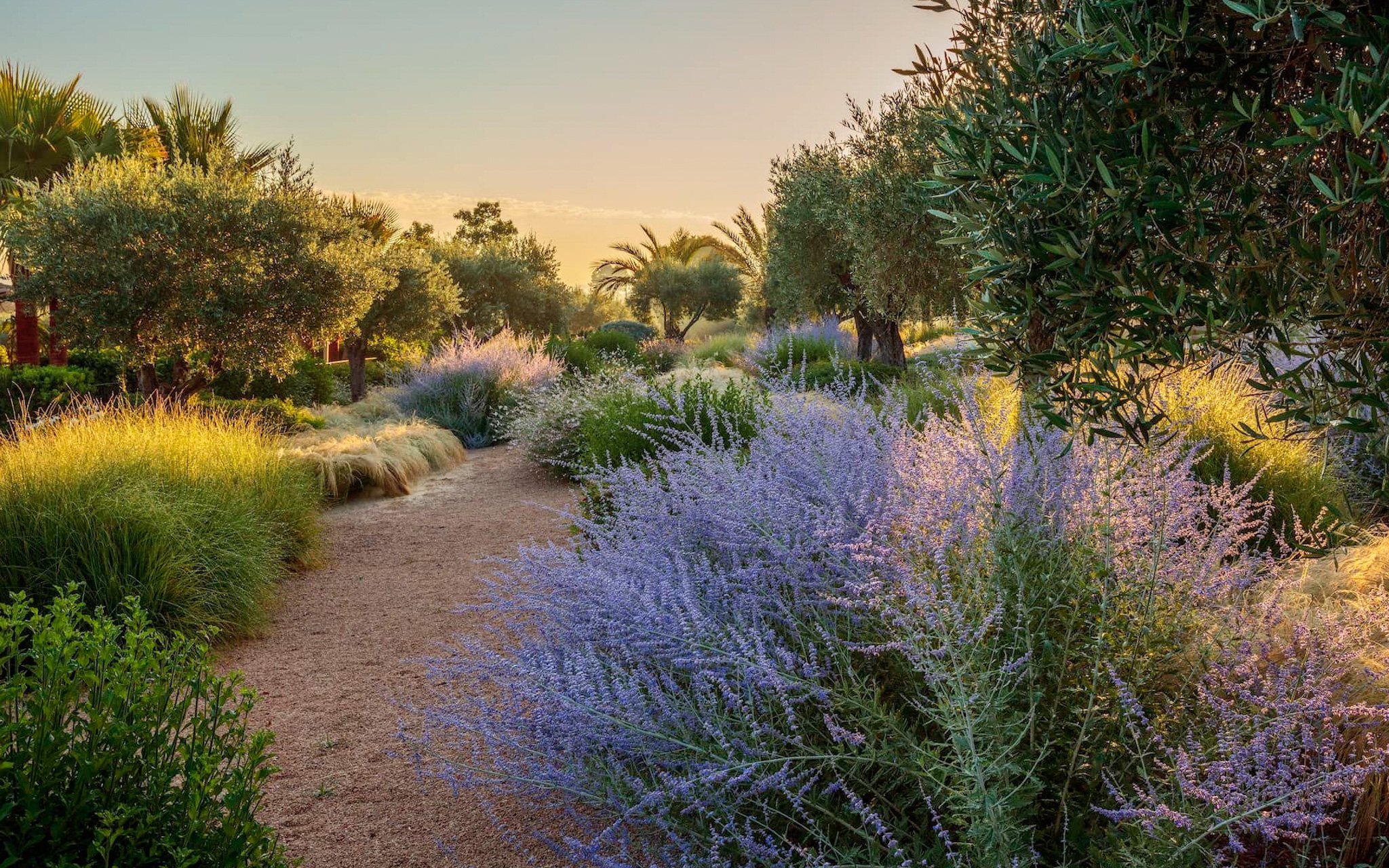 Garden path through perovskia and wild grasses at golden hour, Mallorca