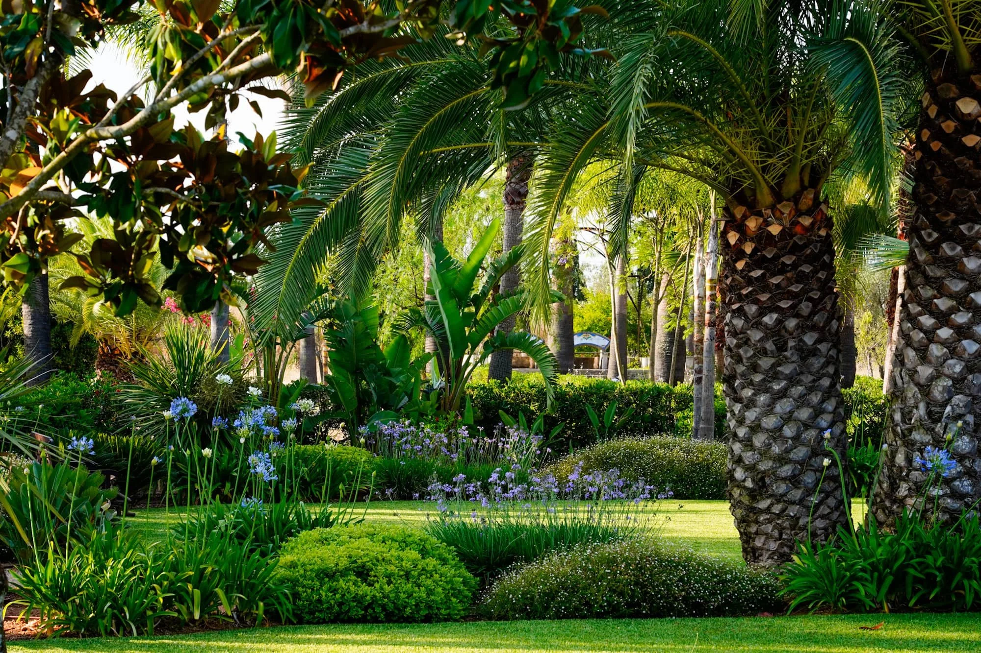 A lush tropical garden with tall palm trees, various green plants, and colorful flowers including purple and white blooms, with a well-maintained grassy area in the foreground.