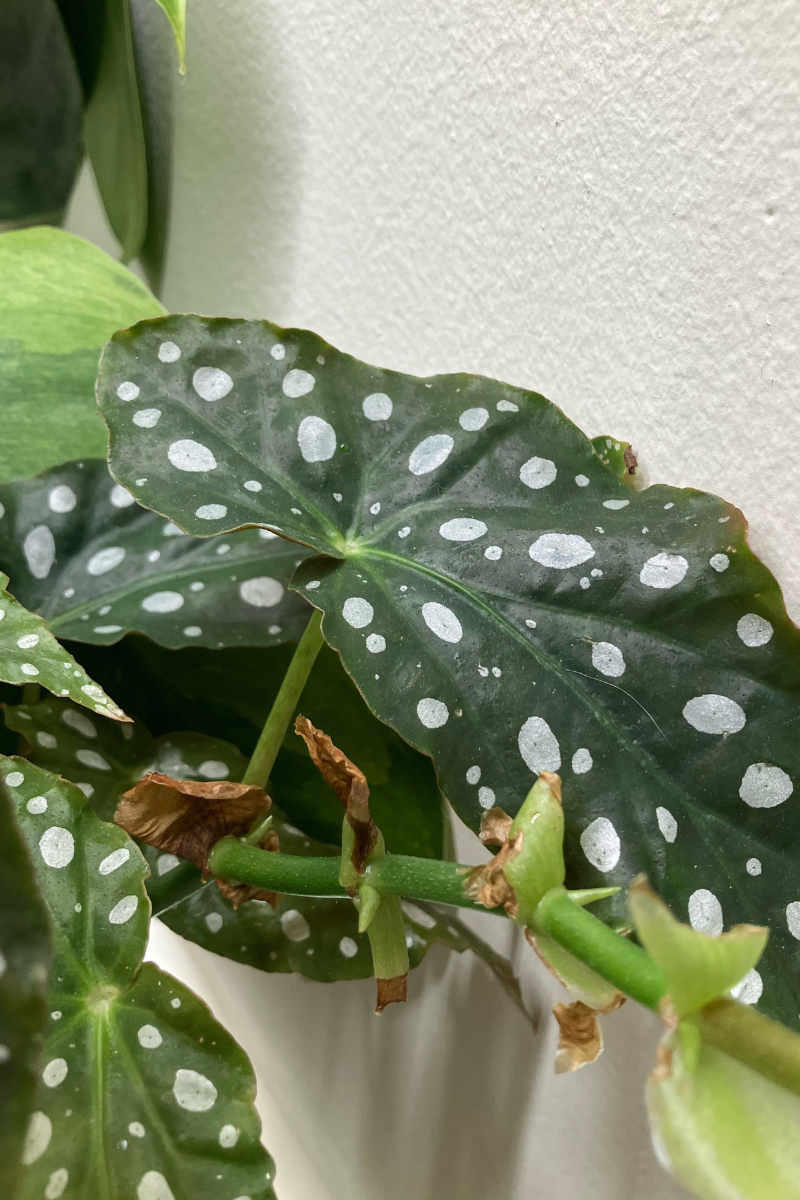 Understanding Variegation: A Deep Dive into Nature’s Patterns