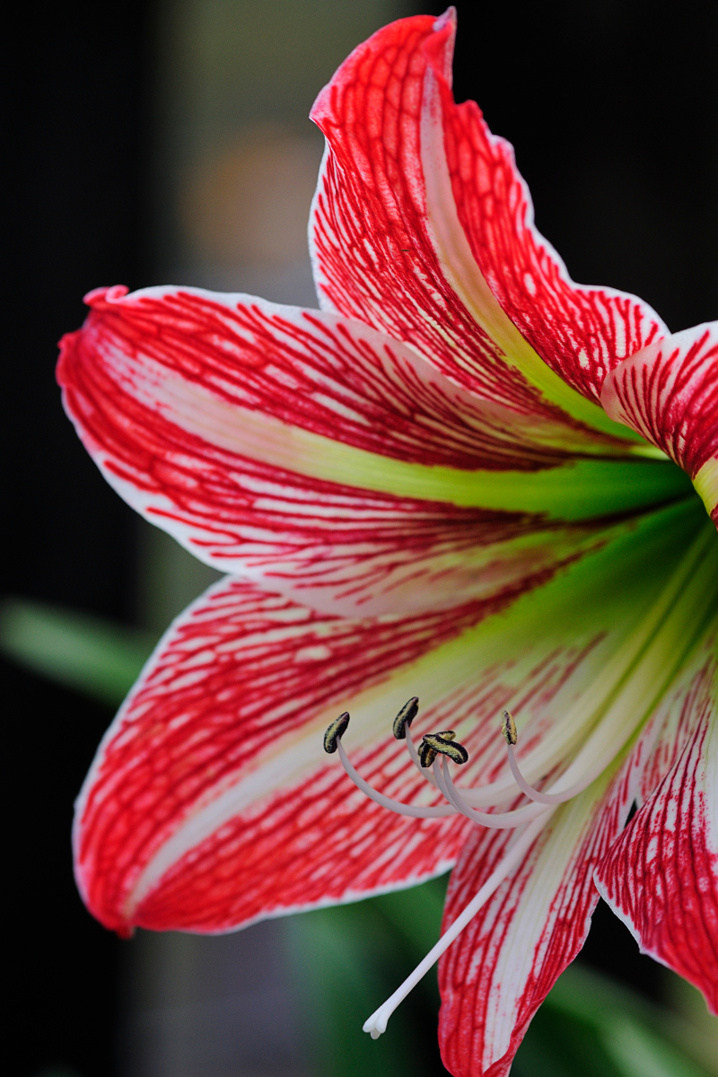 A Blooming History: Forcing Amaryllis and Paperwhites