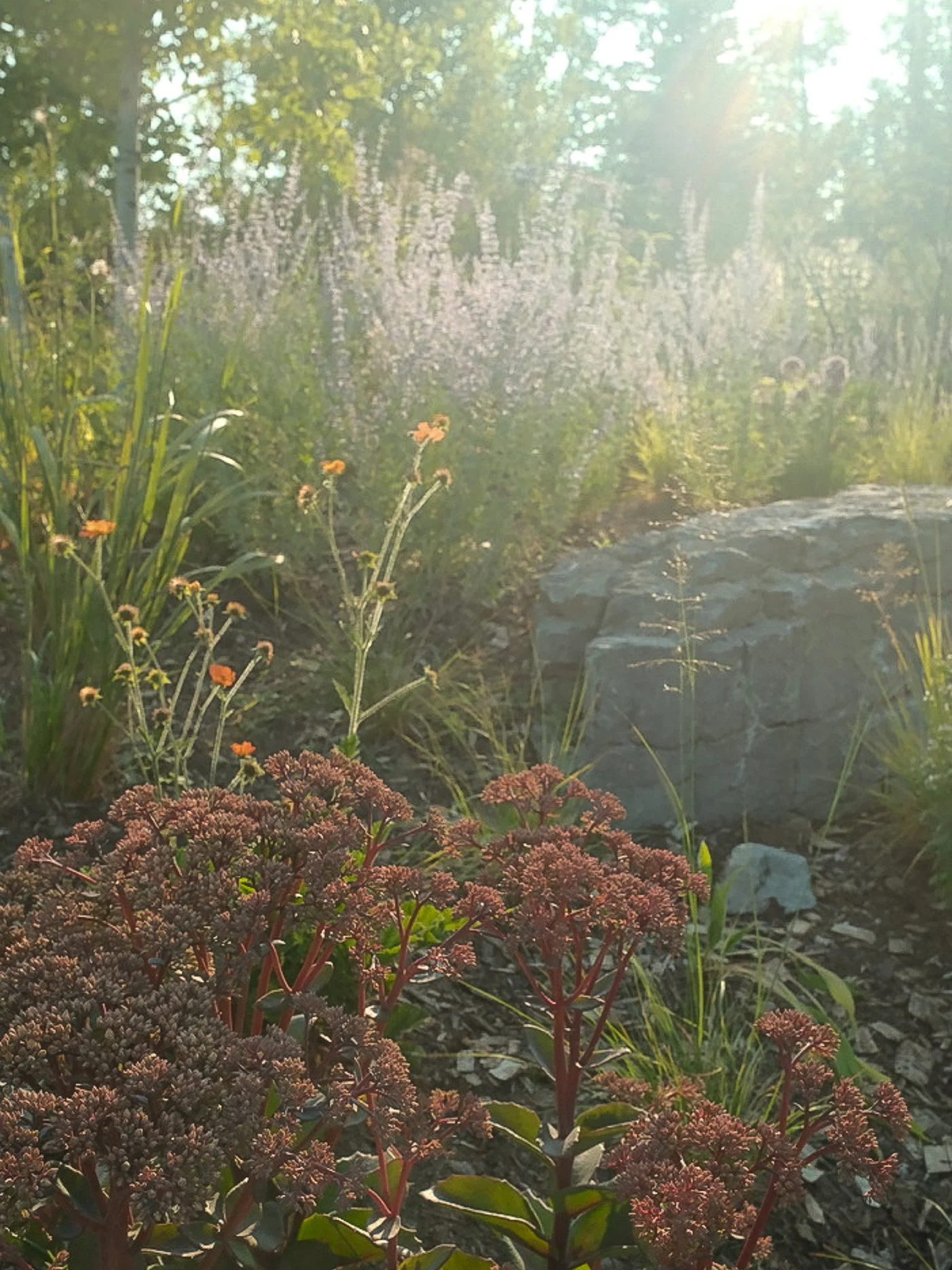 Hill House sedum and sunlight.jpg
