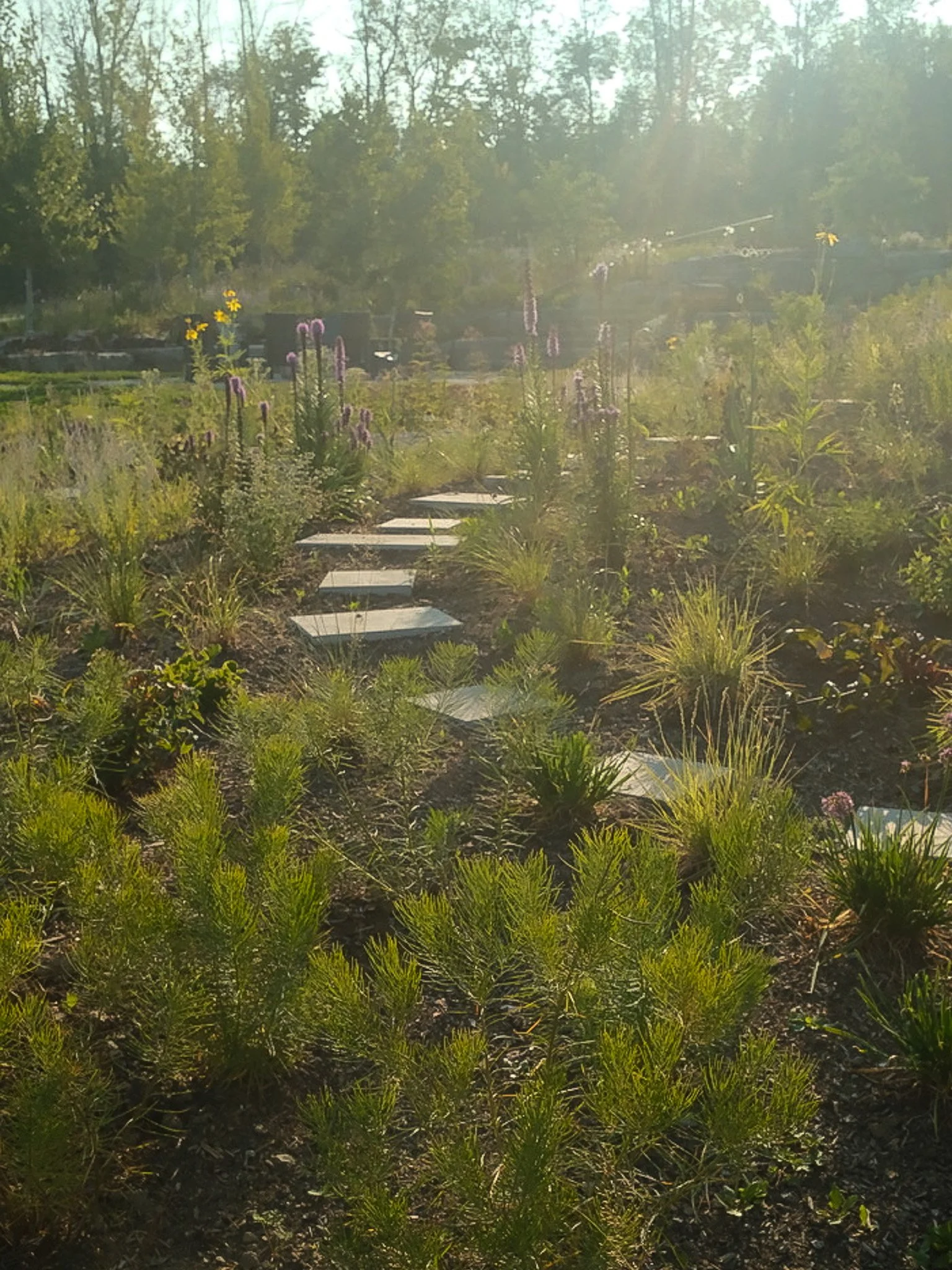 Hill House hillside garden path.jpg