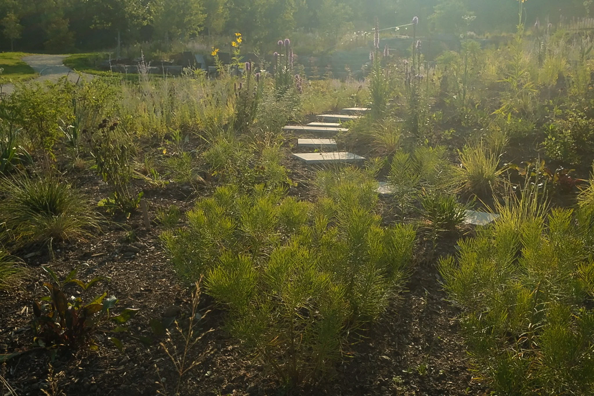 Hill House lower hillside path.jpg