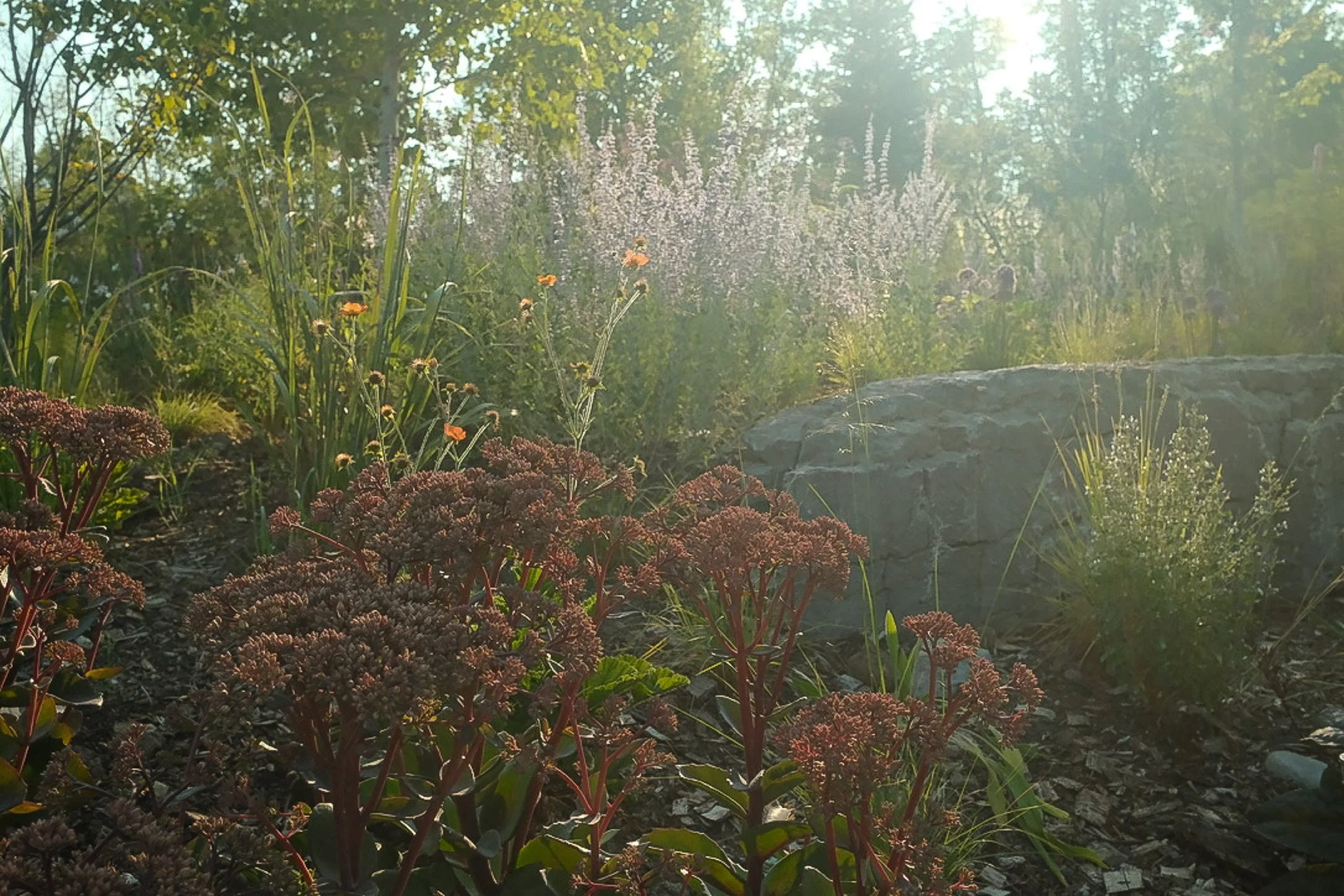 Hill House sedum and sunlight landscape.jpg