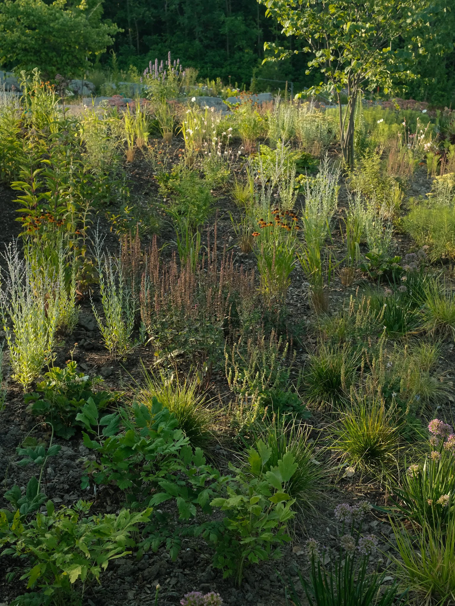 Hill House garden.jpg