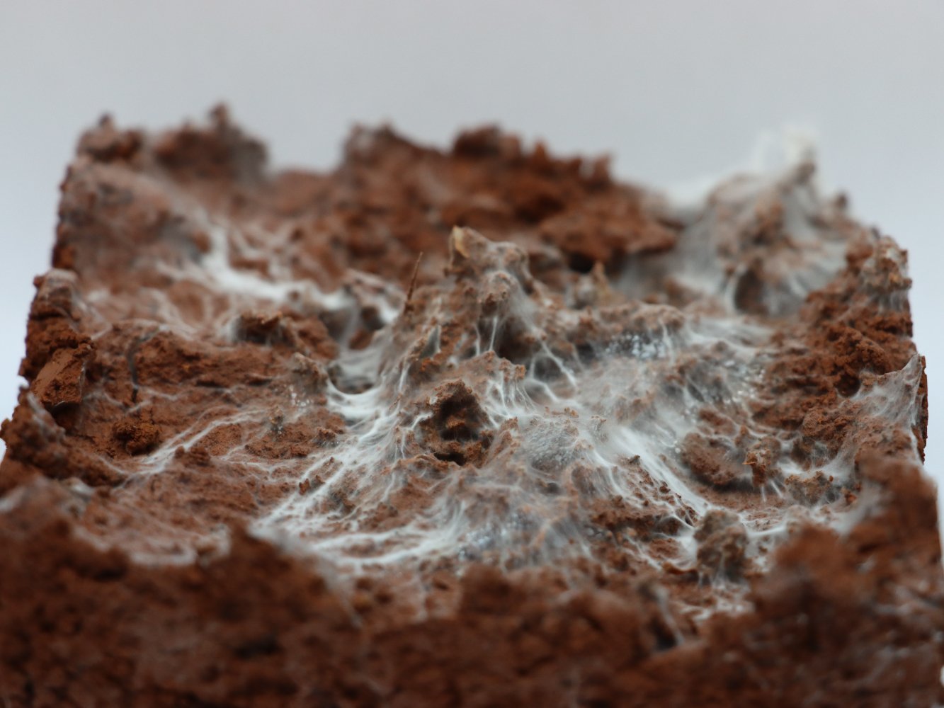 Biointelligent Stabilization