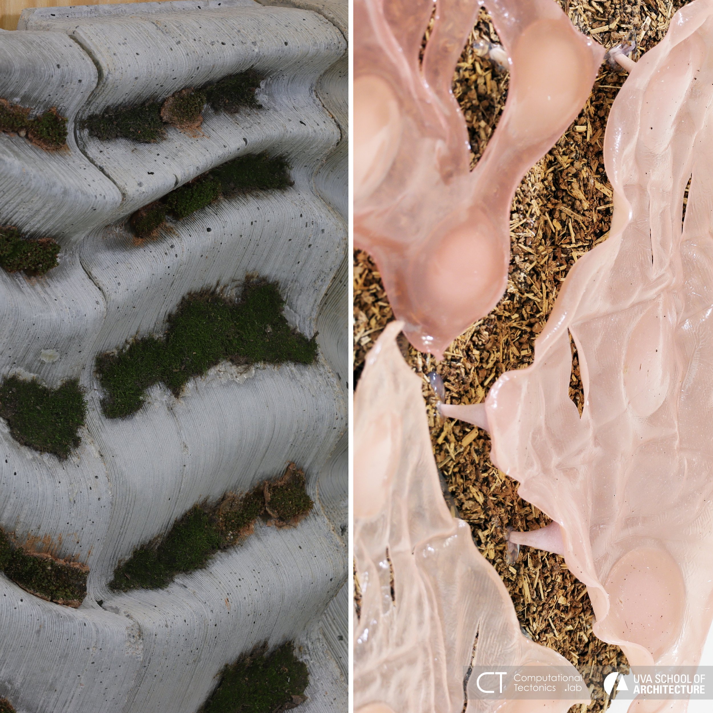 BRYO-CRETE (Lilly Hagen) | ECHO-LAMELLAE (Daniel Kim and Martin Ji)