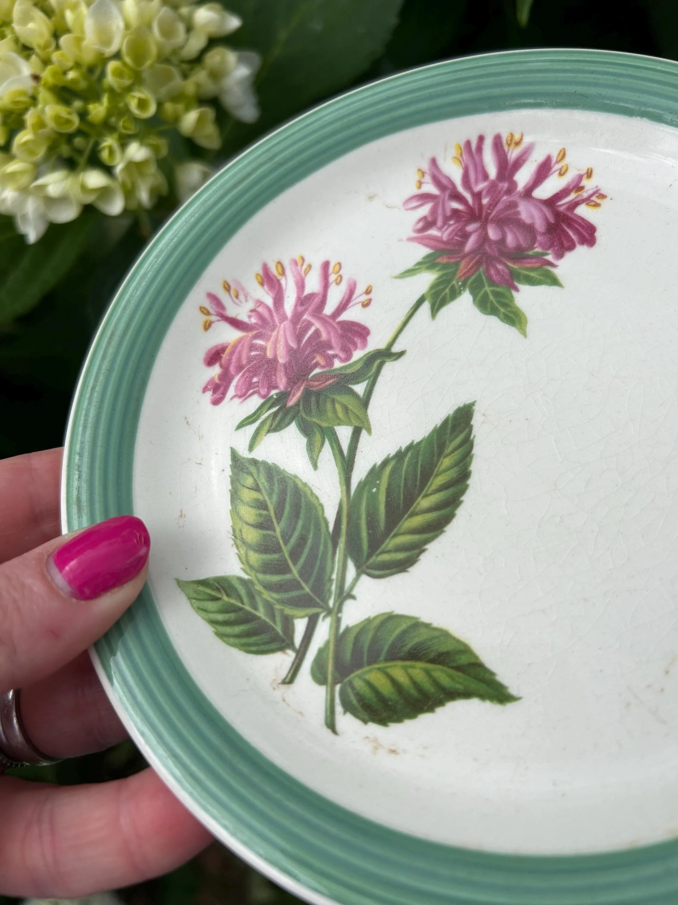 Lower section of the plate showing the pink flowers, green leaves, and botanical detail