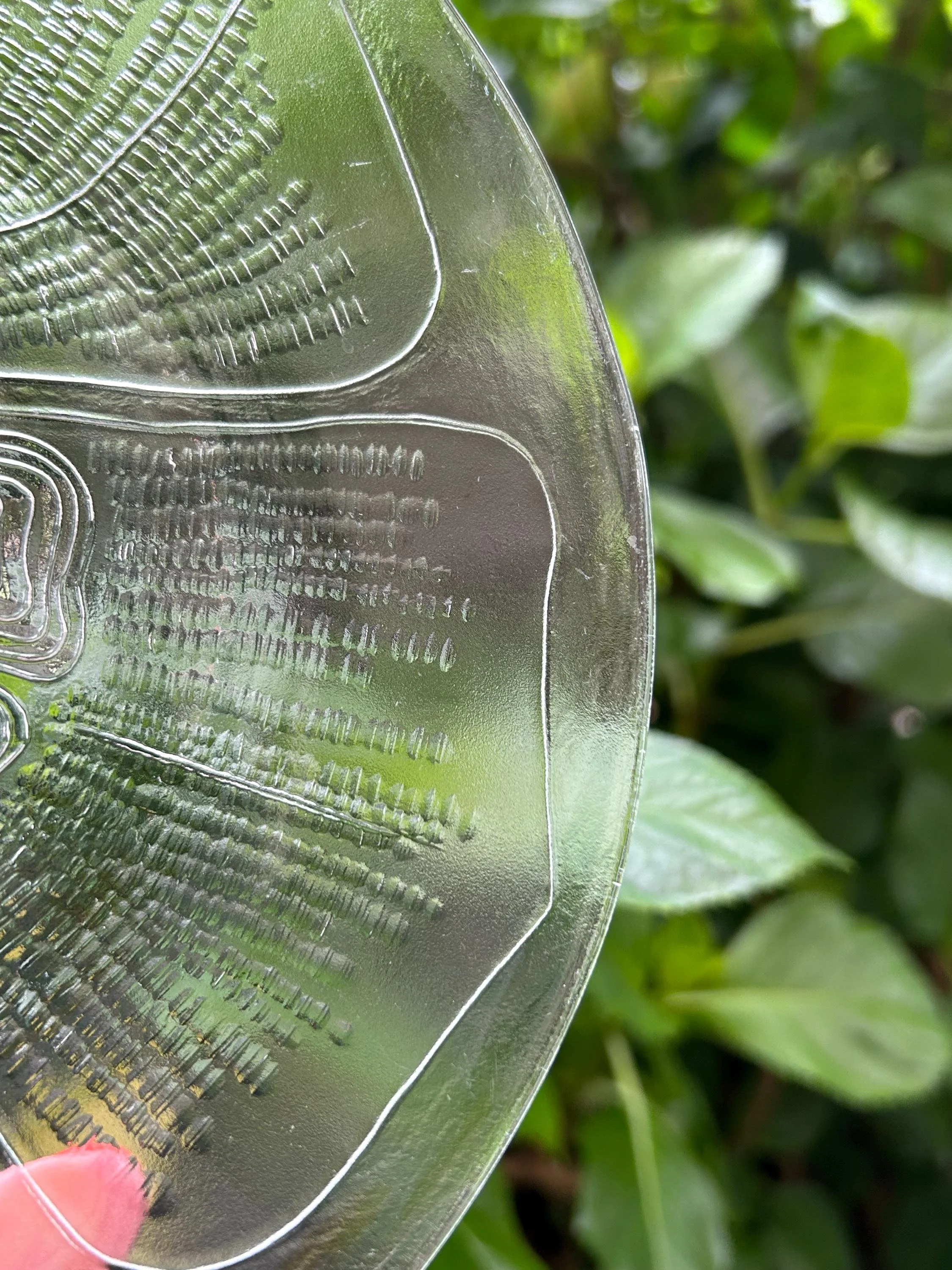 Detail shot showing frosted petal texture and scalloped edge
