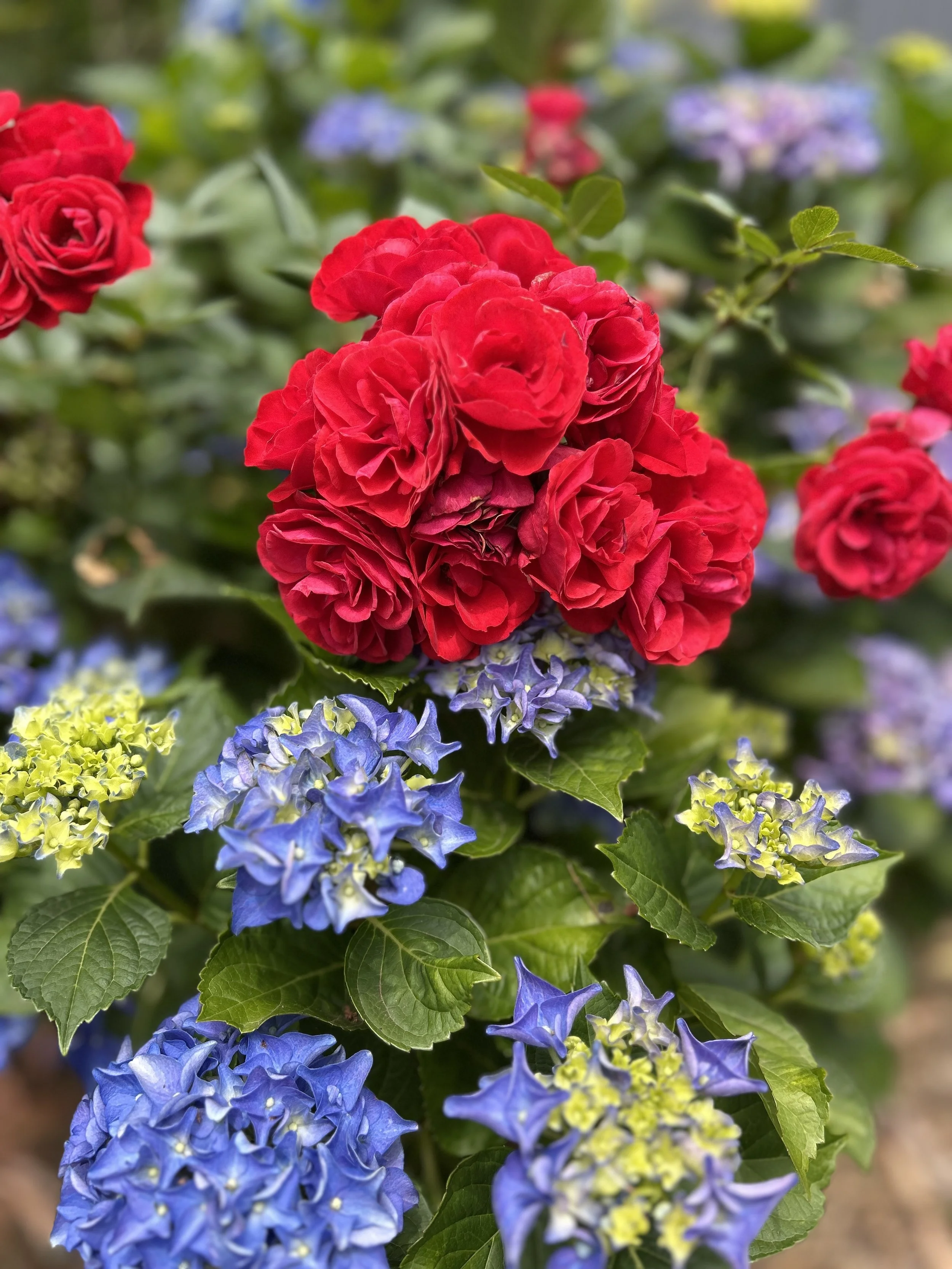 A close-up of vibrant red roses and blue lacecap hydrangeas growing together in the garden, with soft green foliage in the background.