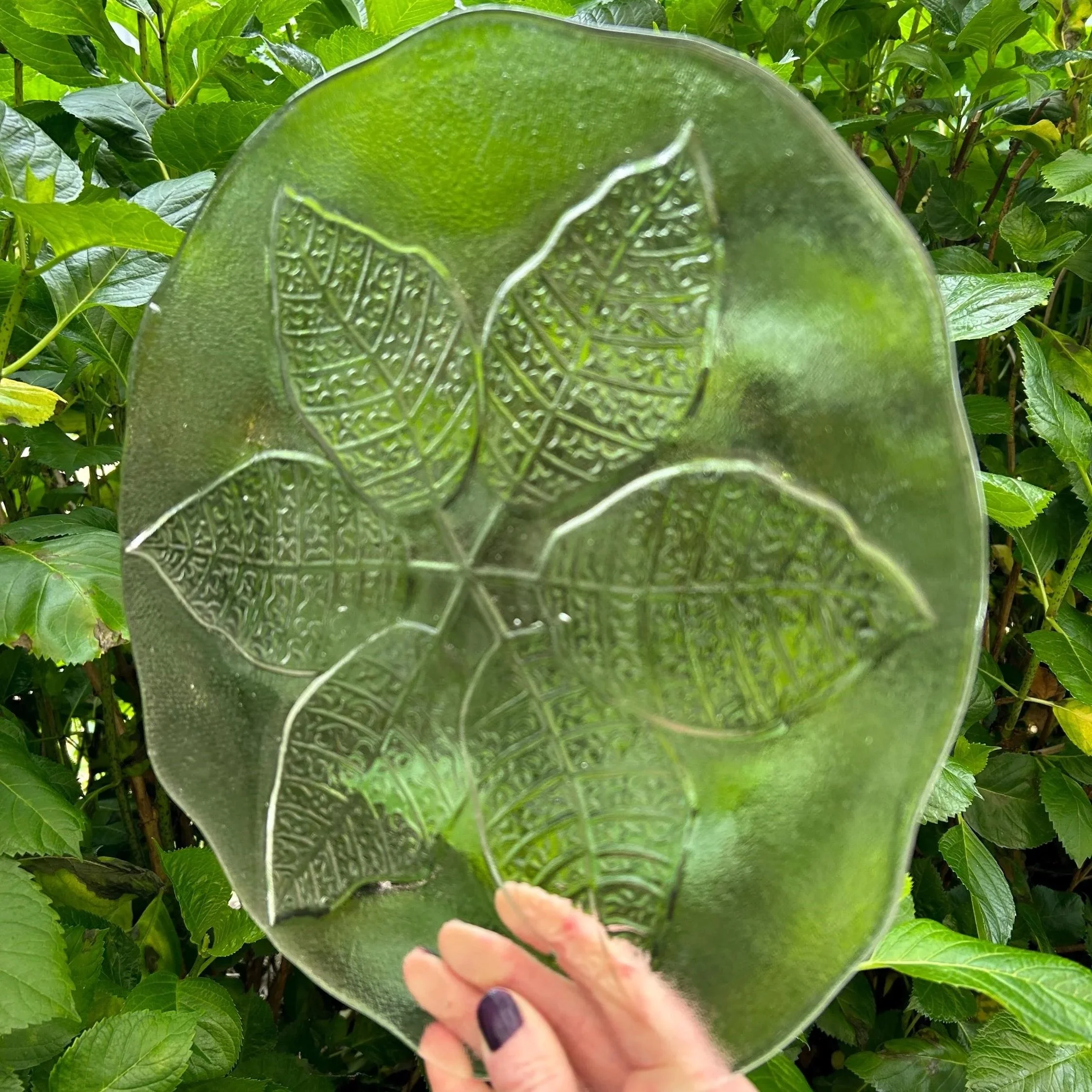 Plate held against greenery with sunlight filtering through the frosted glass