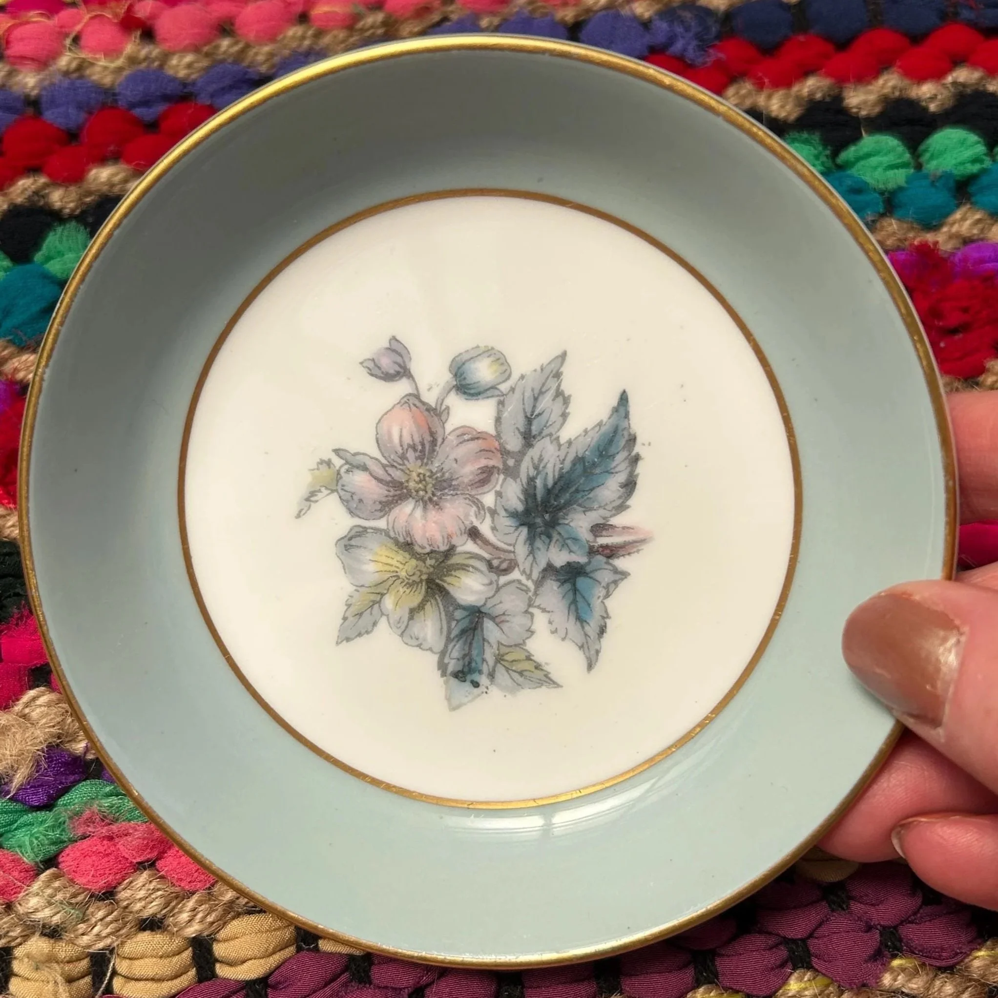 Close-up of single dish showing full floral centre and soft blue band