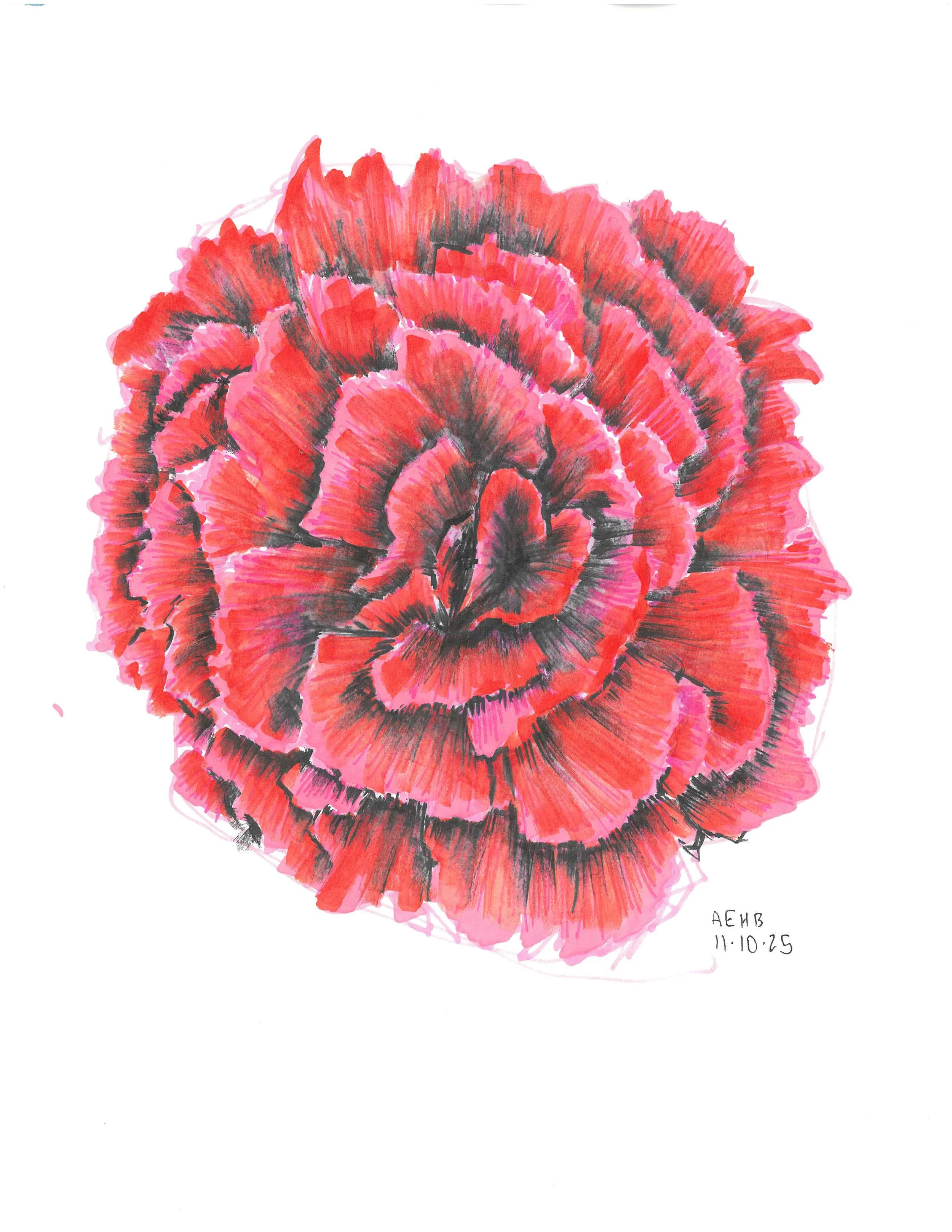 Red carnation, sharpie on paper. This is my mom's favorite flower. Red carnations stand for love. 