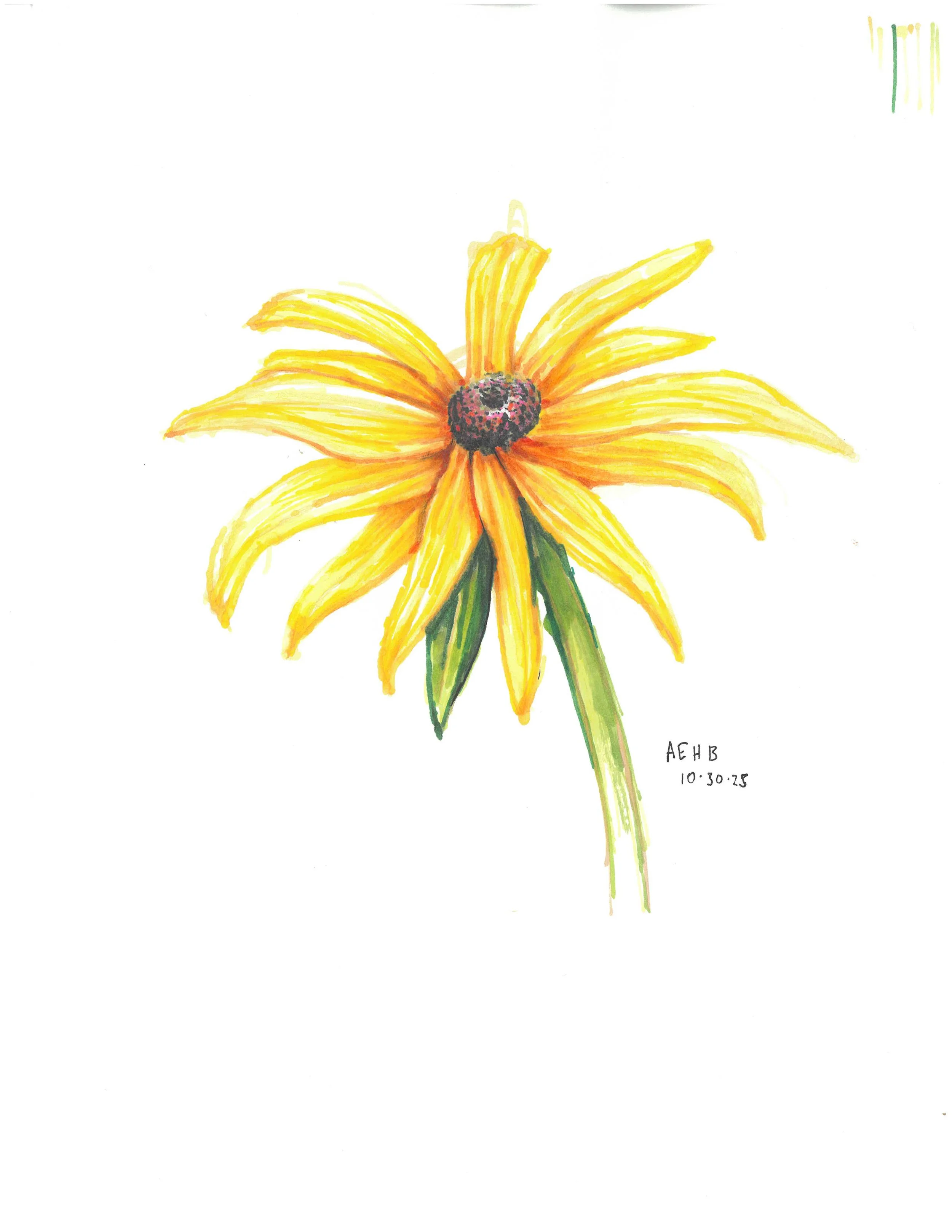 Black-eyed susan, sharpie on paper. In traditional flower language, black-eyed susans stand for justice. 