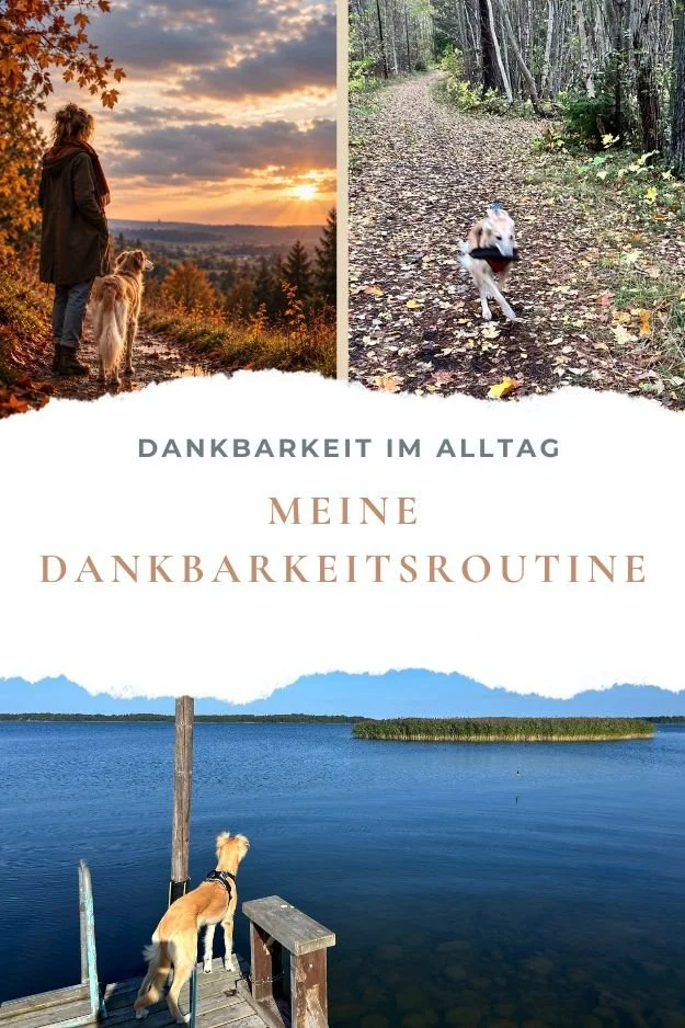 Collage die Momente meiner Hunderunde zeigen. Mal im Herbst mit meinem Hund neben mir, mal rennt mein Hund fröhlich auf mich zu und dann schaut er über einen See im Sommer.