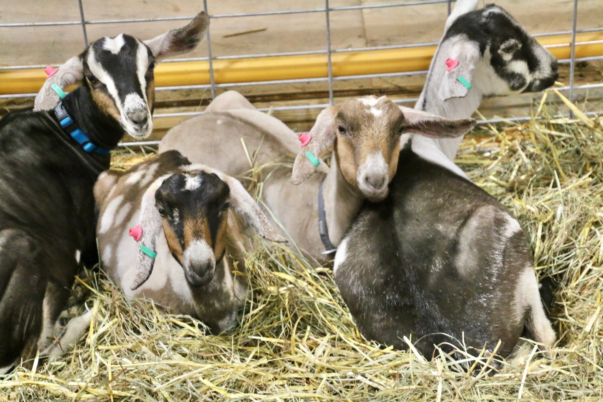 Photo taken by LP Chamber