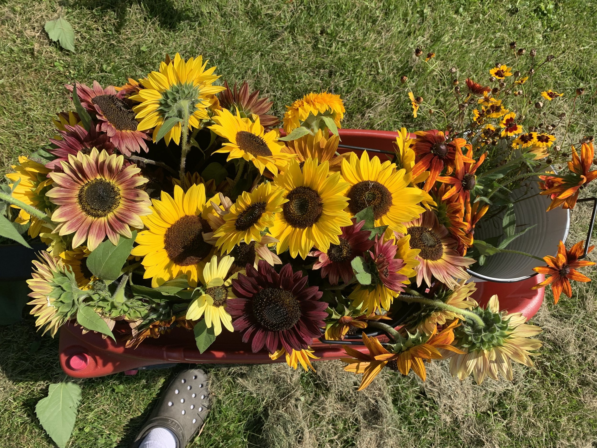 IMG_8357.jpeg