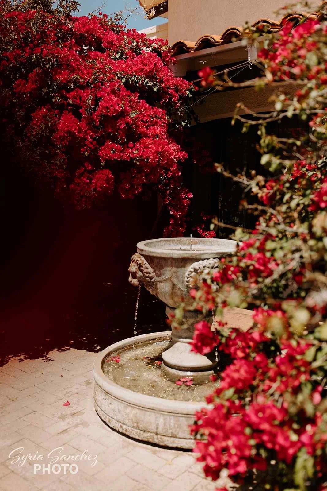 fountain with bougainvillea.jpg