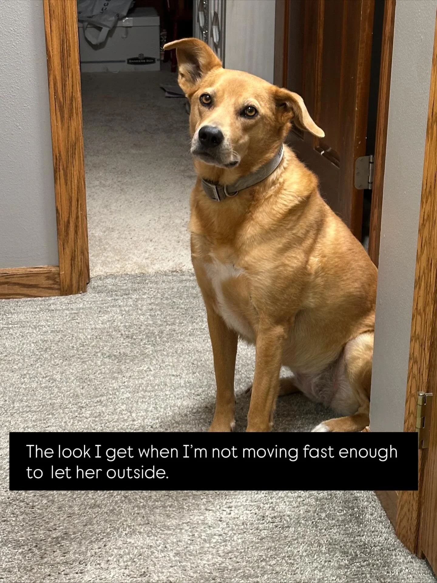 Are you a rescue dog parent? Maggie is our rescue and filled with love, energy, and a constant desire to be outside sunbathing. Once terrified of people, loud noises, and sticks, she now feels the compulsion to share her love with others and drag sti
