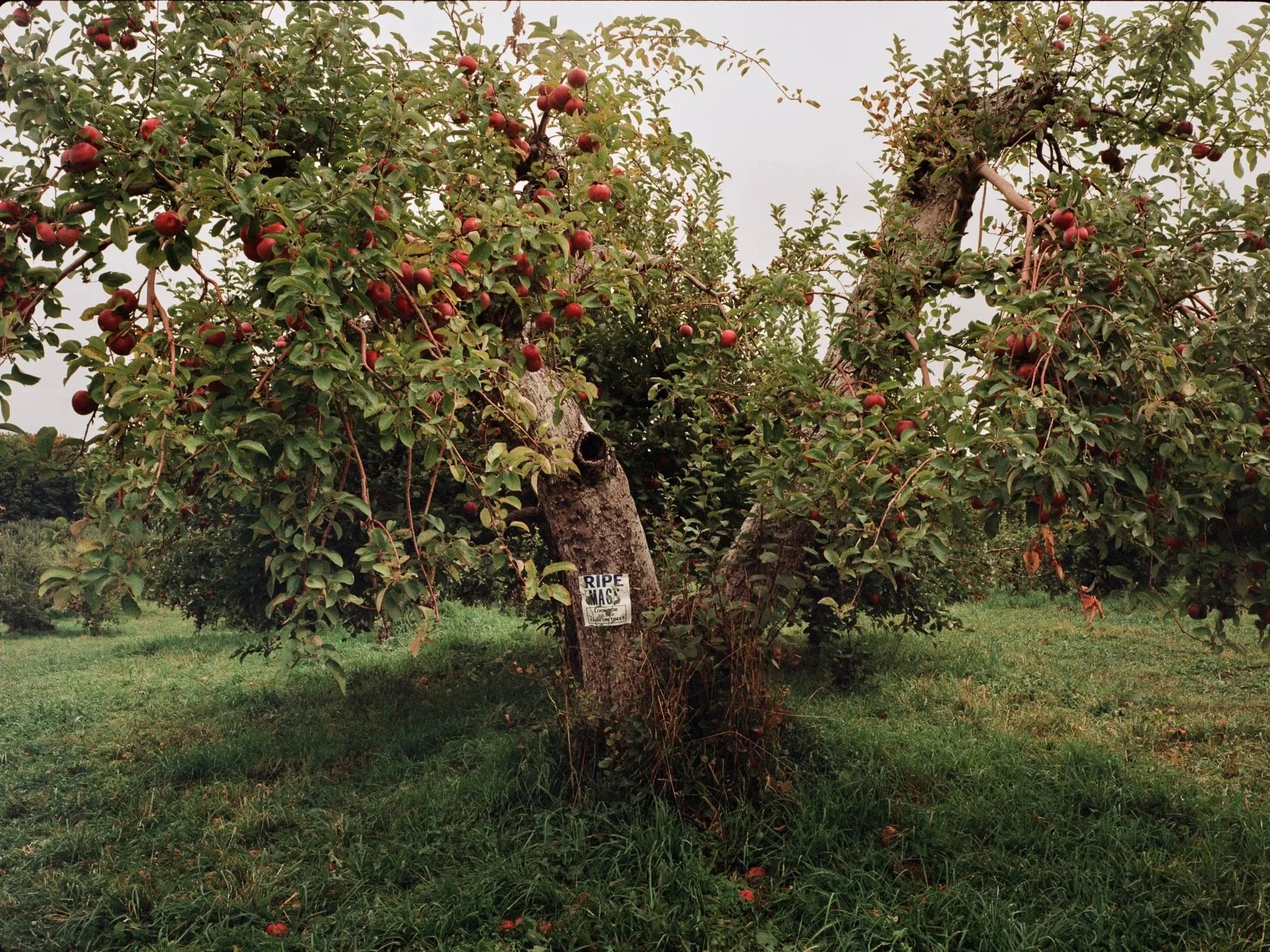 We've Gone Apple Picking