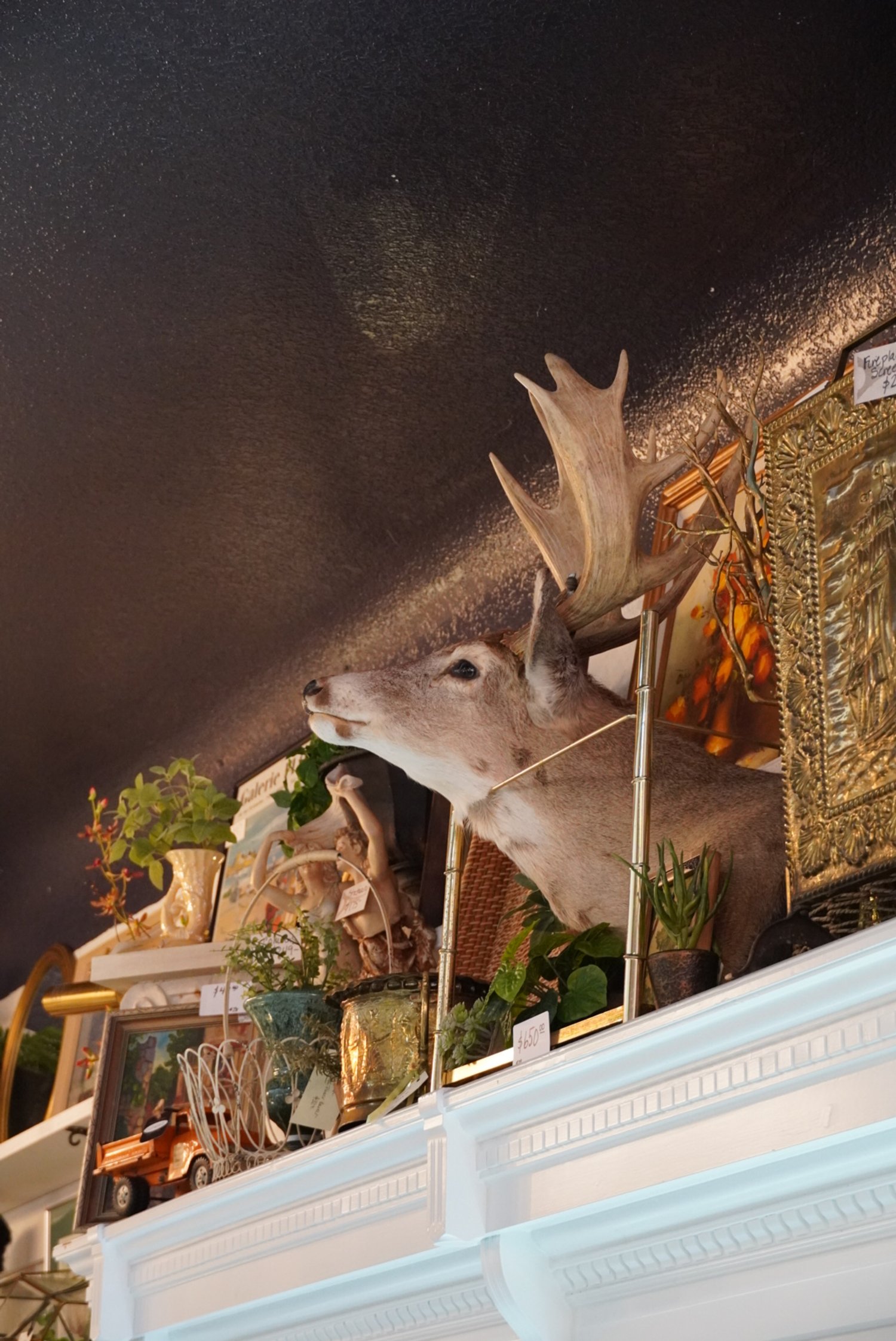 A special friend from above! Taxidermy 