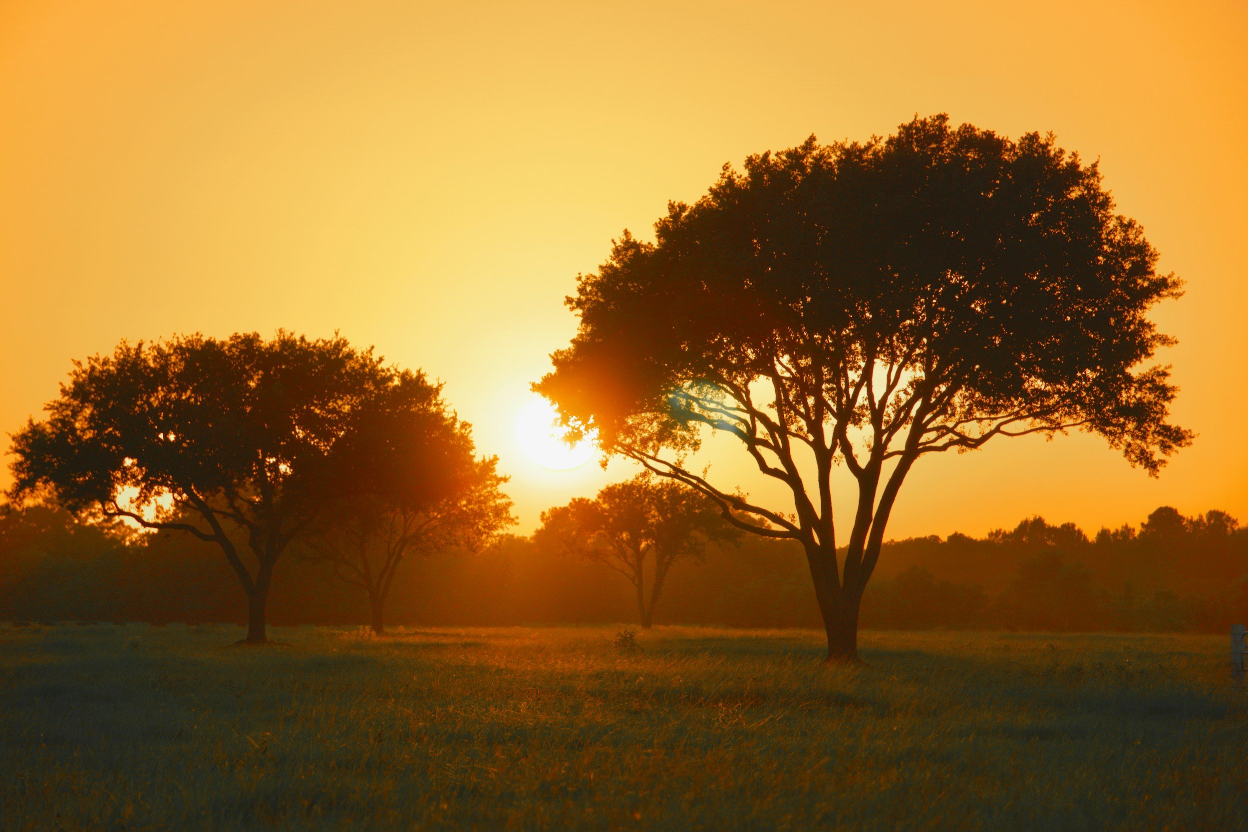 Silhouetted trees against a sunset sky with warm orange and yellow hues, casting shadows on a grassy field.