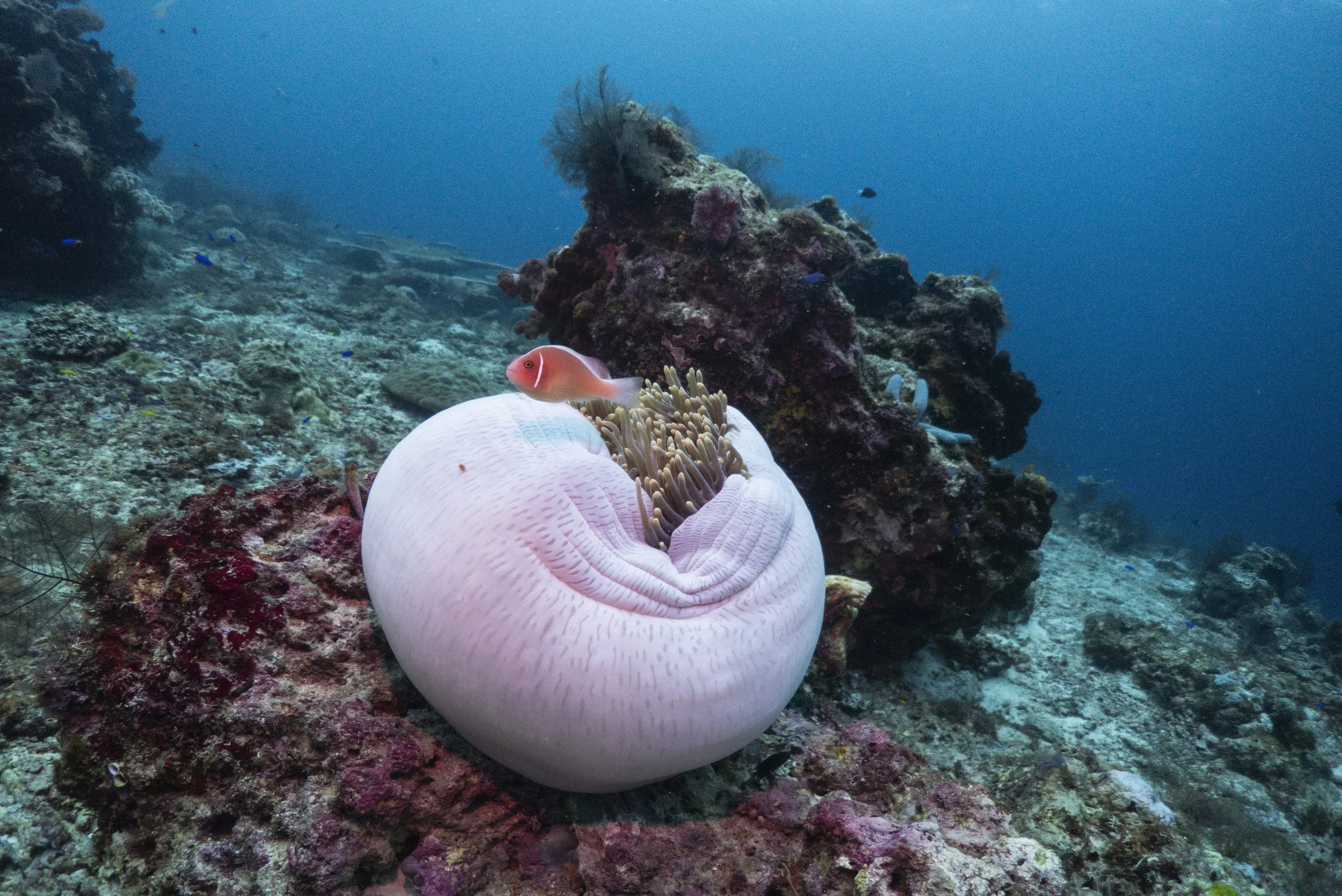 Raja Ampat_Boo Windows 3.jpg