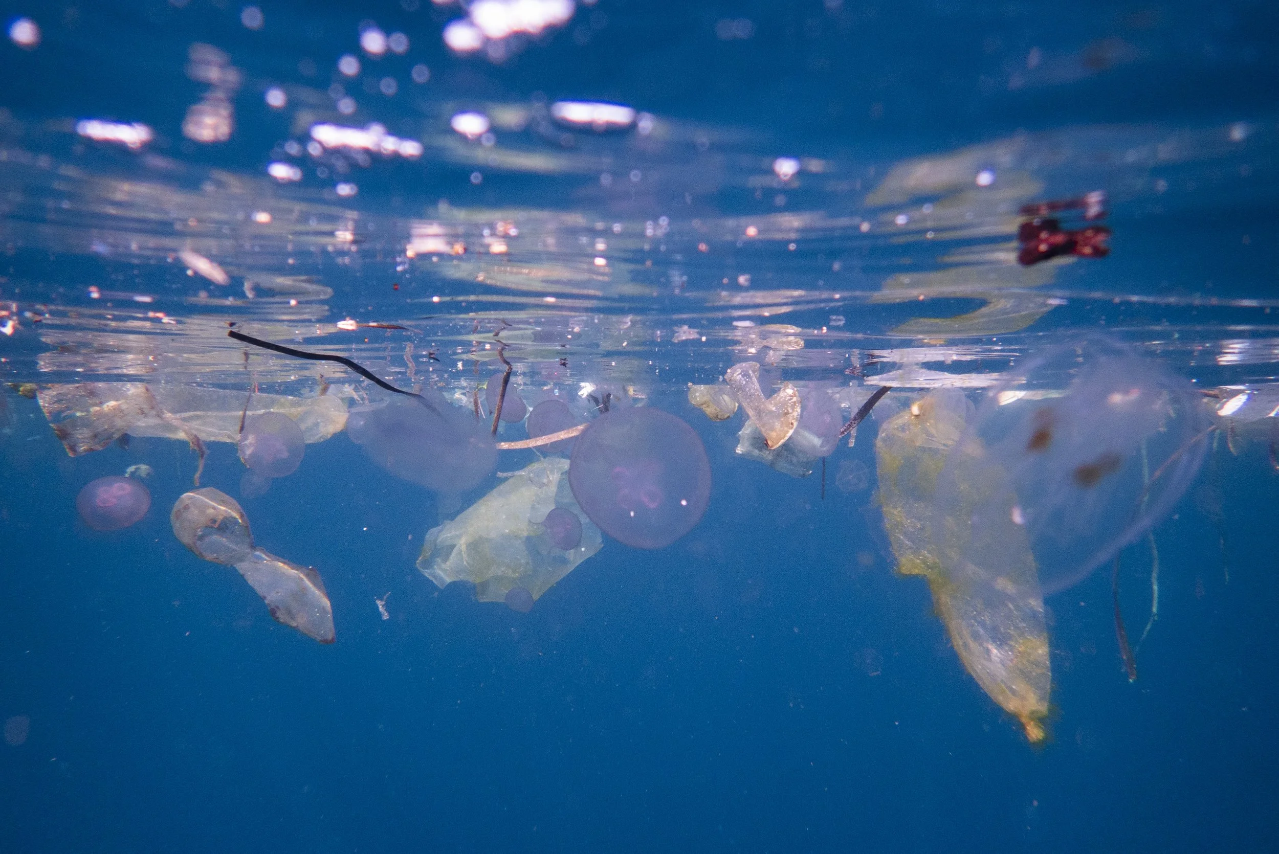 Raja Ampat_Manta Ridge 7.jpg