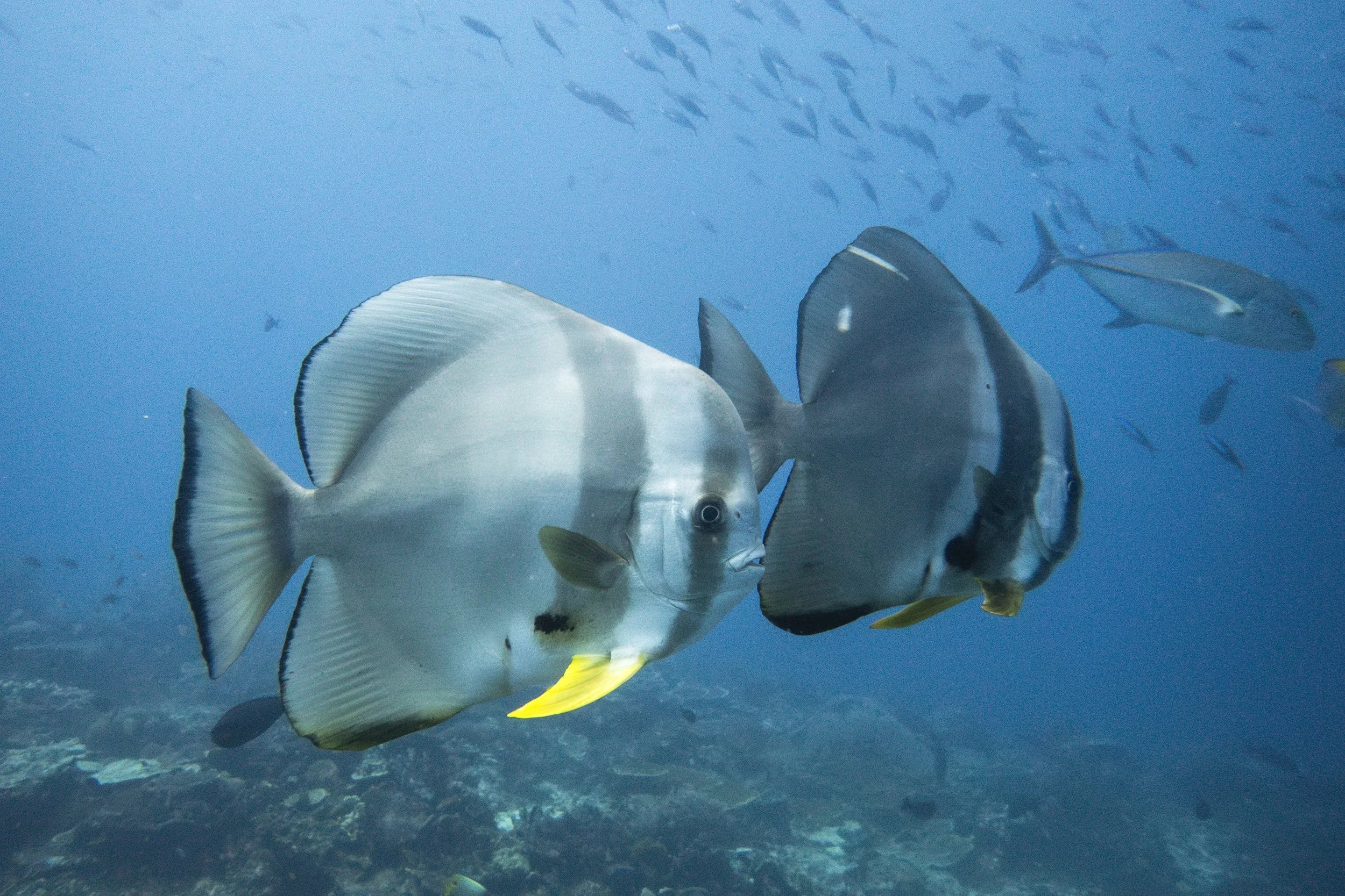 Raja Ampat_Mayhem Ridge 4.jpg