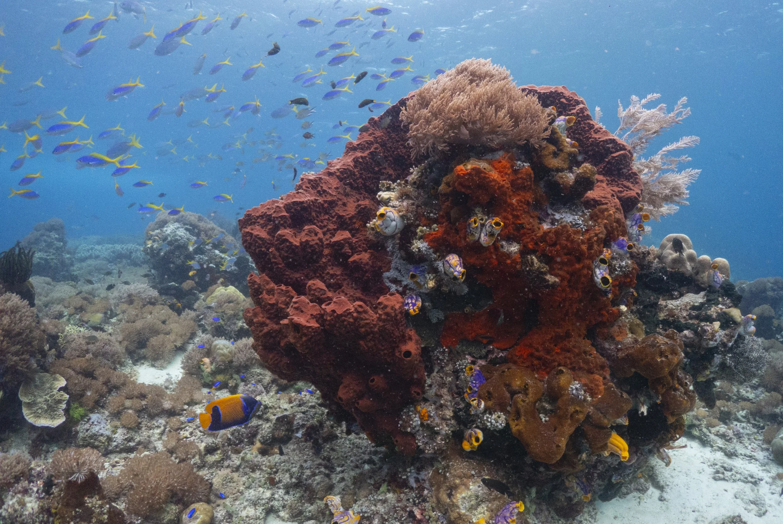 Conservation Raja Ampat