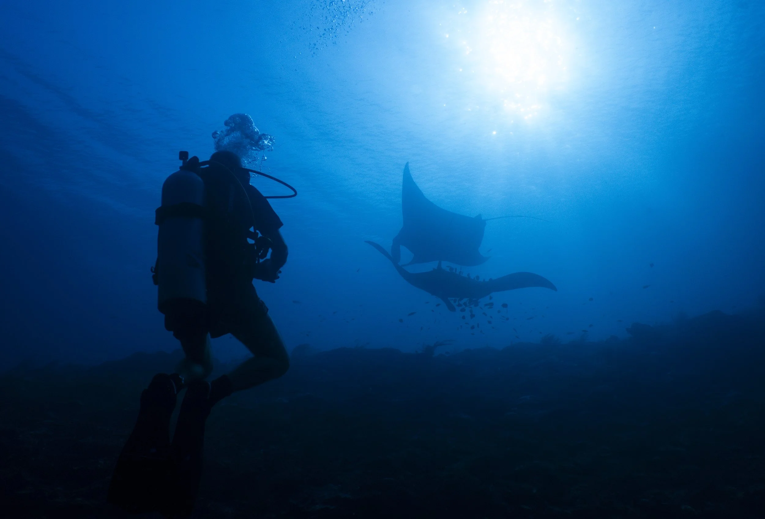 Raja Ampat_Manta Ridge.jpg
