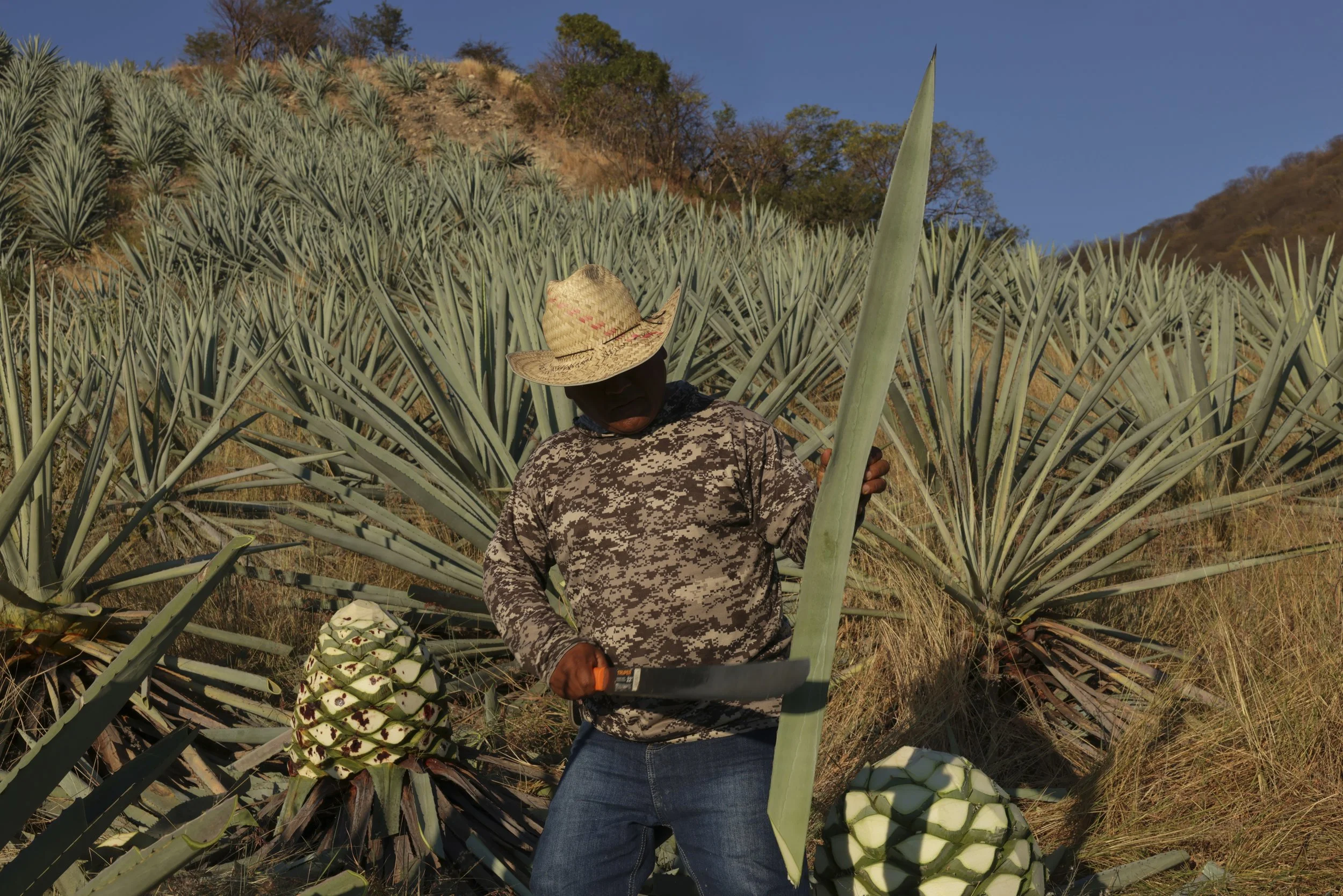 IMG_7521_Mezcal_Salinas.jpg