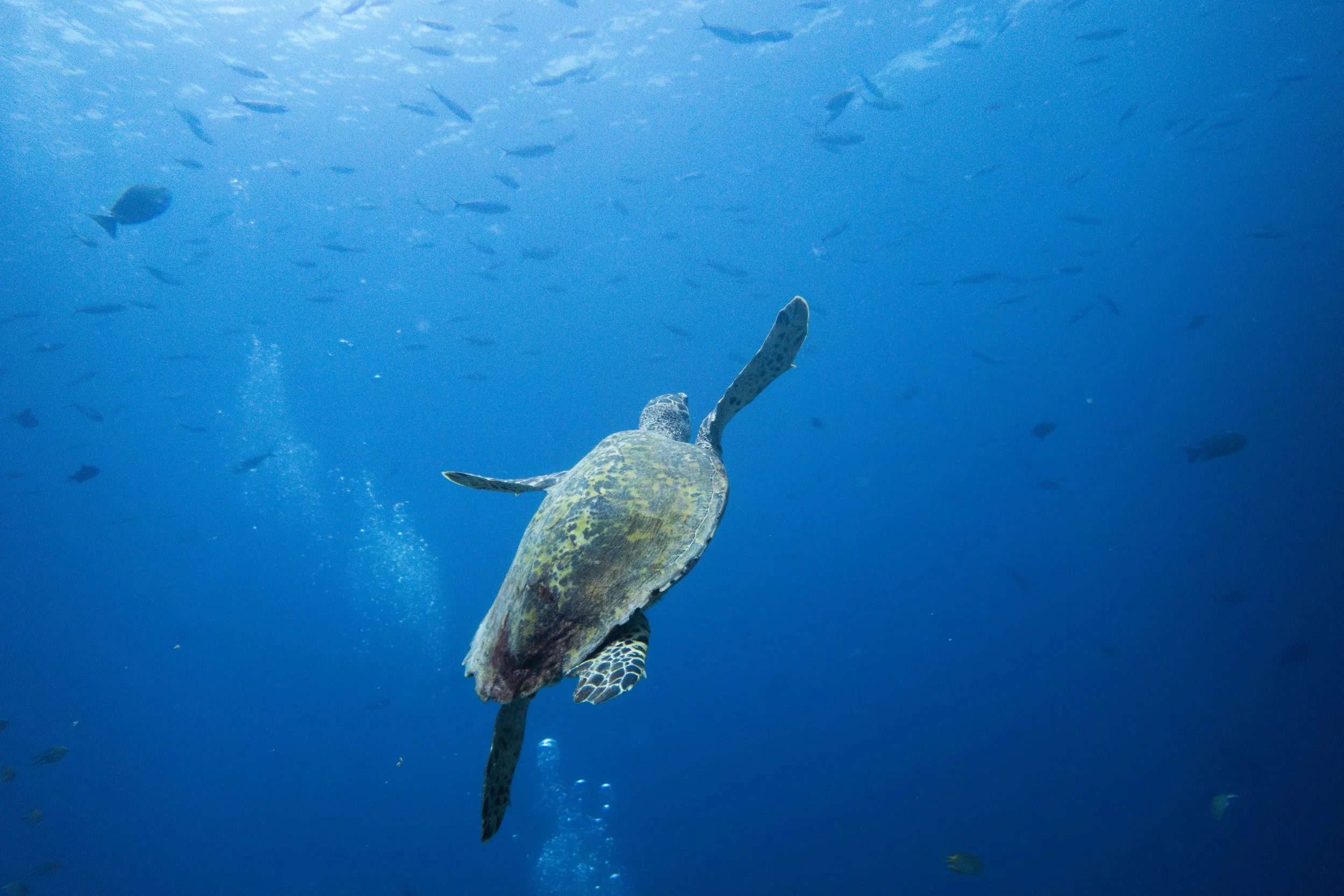 Raja Ampat_Mayhem Ridge 6.jpg