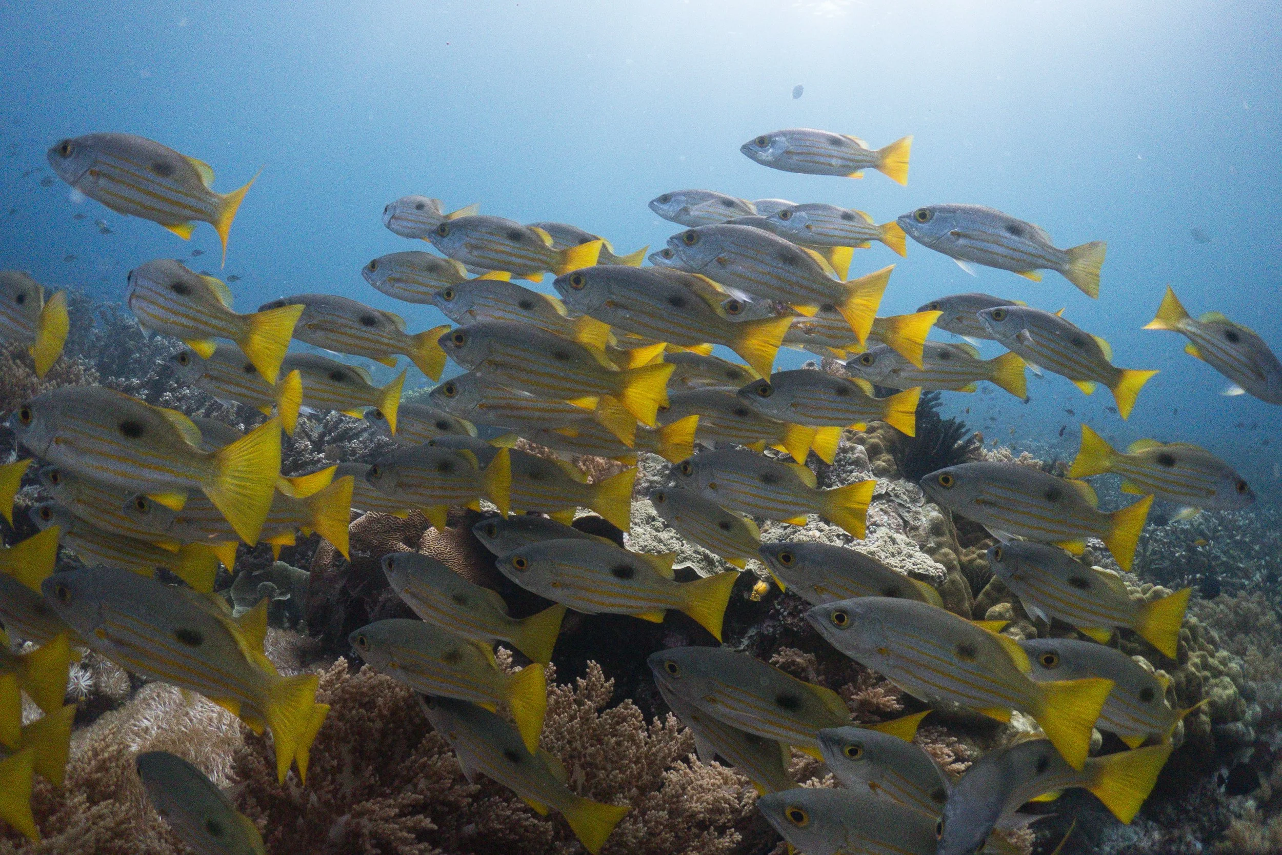 Raja Ampat_Melissa Garden 3.jpg