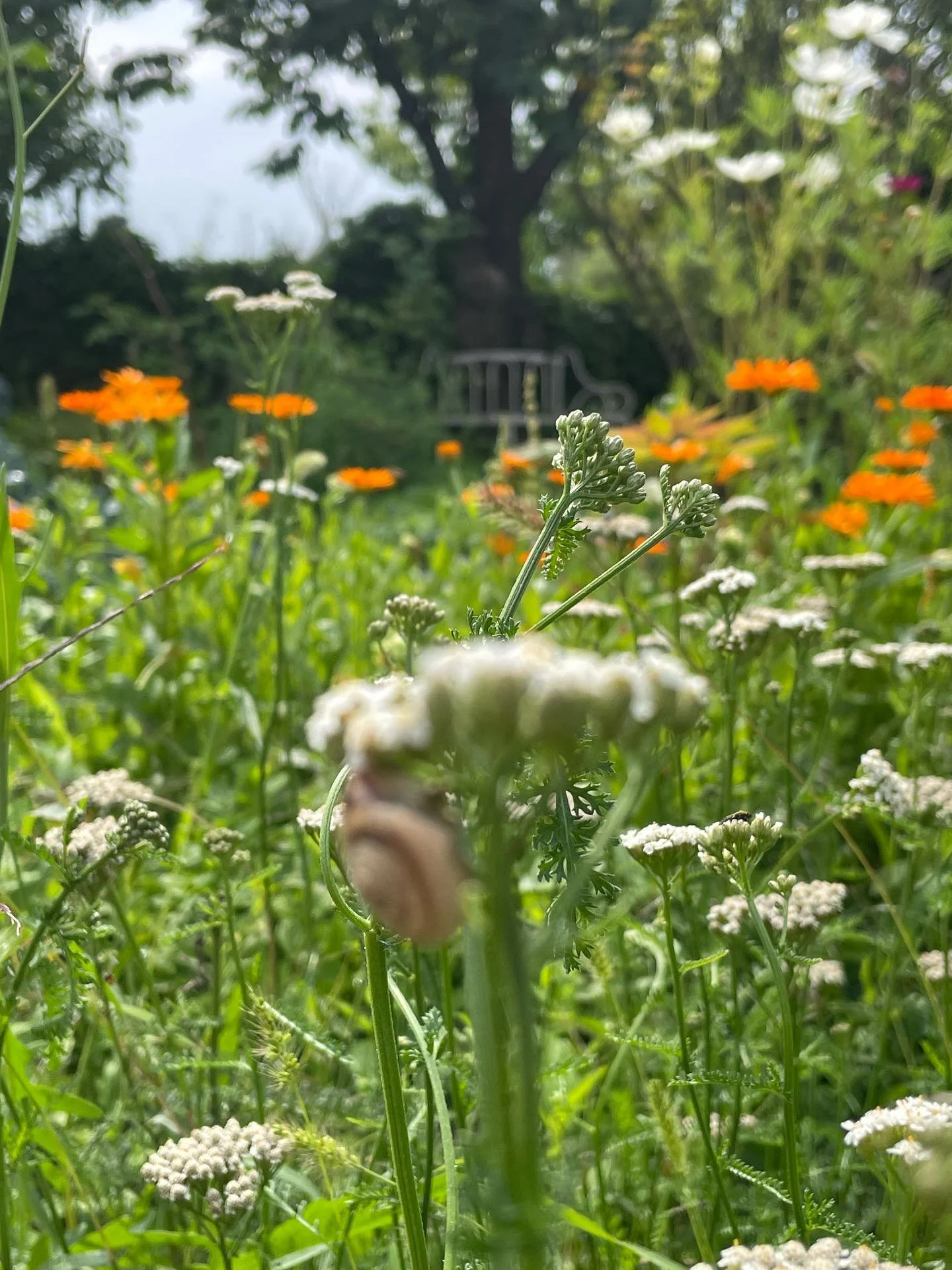 summer&rsquo;s lushness and abundance. all that rain did its magic 💚🌱 #berlinsummer
