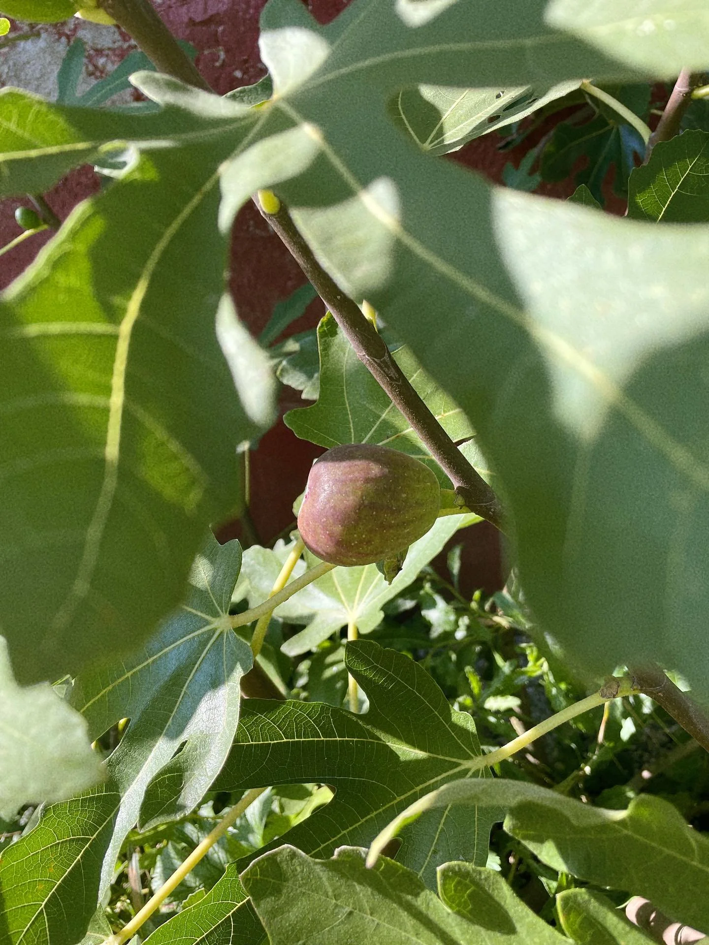 autumn mode on 🍂 the new season started busy, with a couple of powerful eclipses that coincided with the beginning of two new long-term courses I have taken (herbalism w @avant.garden.life and food art w @thegramounce), along with my own workshop of