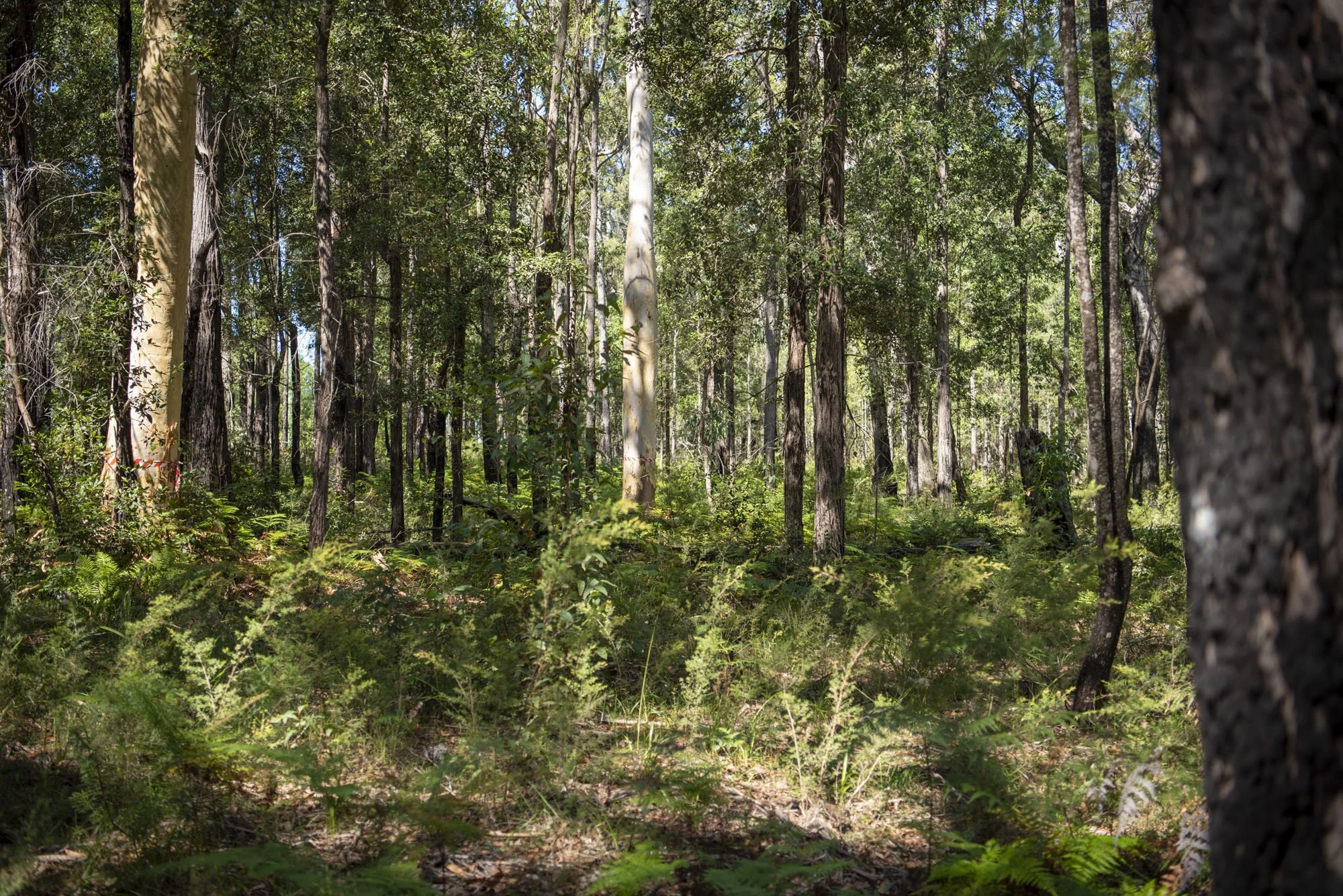 WEB 2 Parnell Rd Tomerong-18.jpg