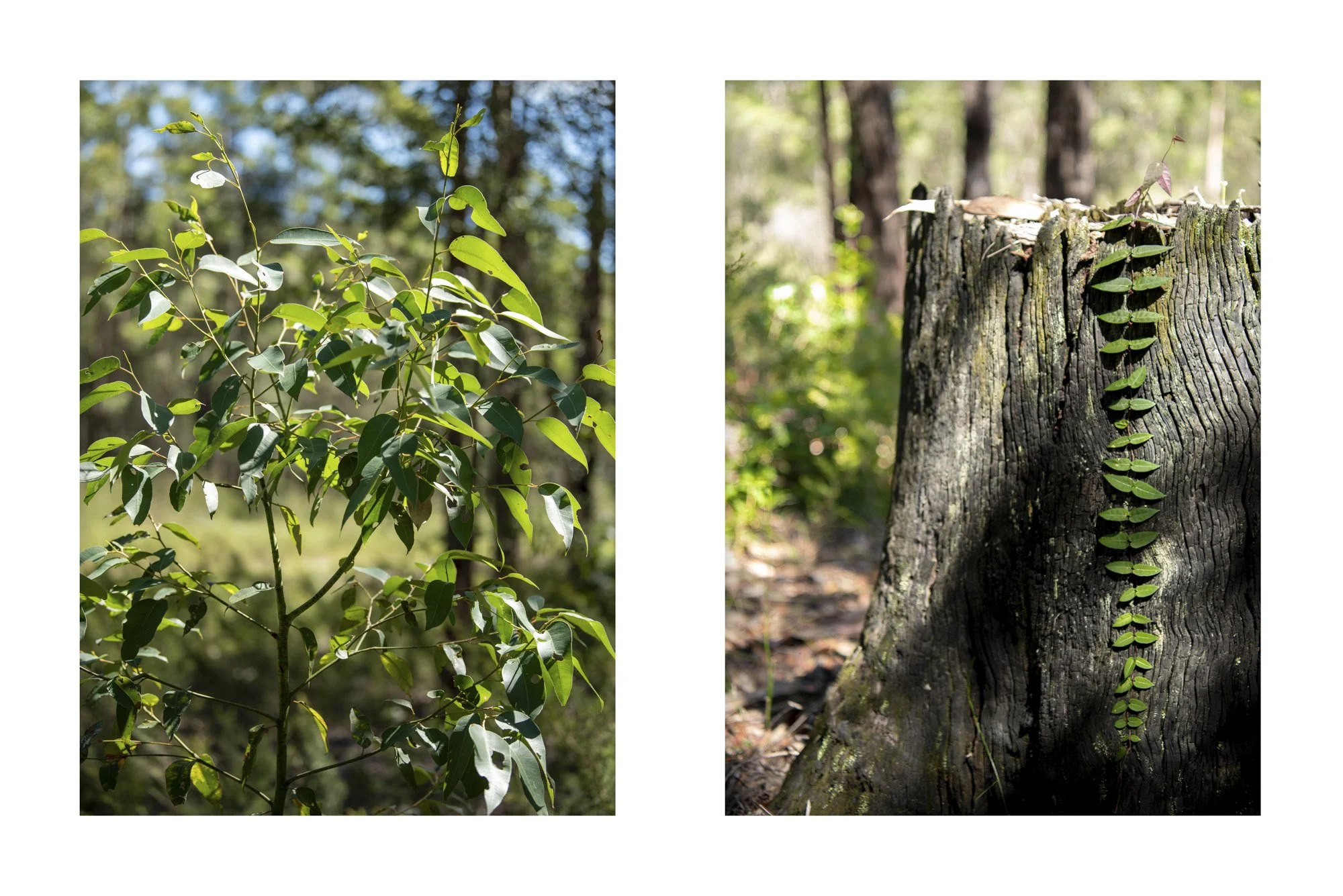 WEB 2 Parnell Rd Tomerong-45.jpg