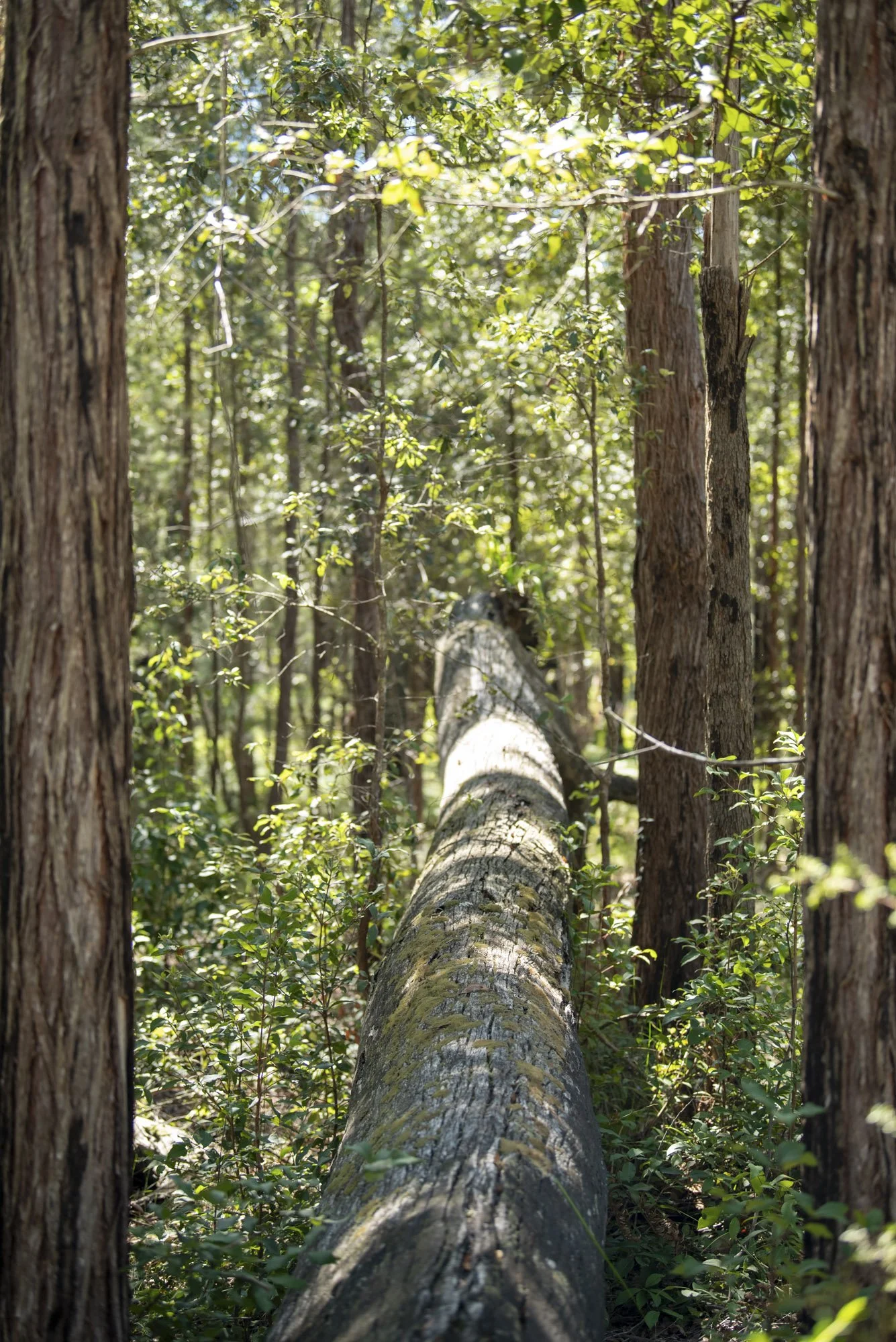 WEB 2 Parnell Rd Tomerong-37.jpg