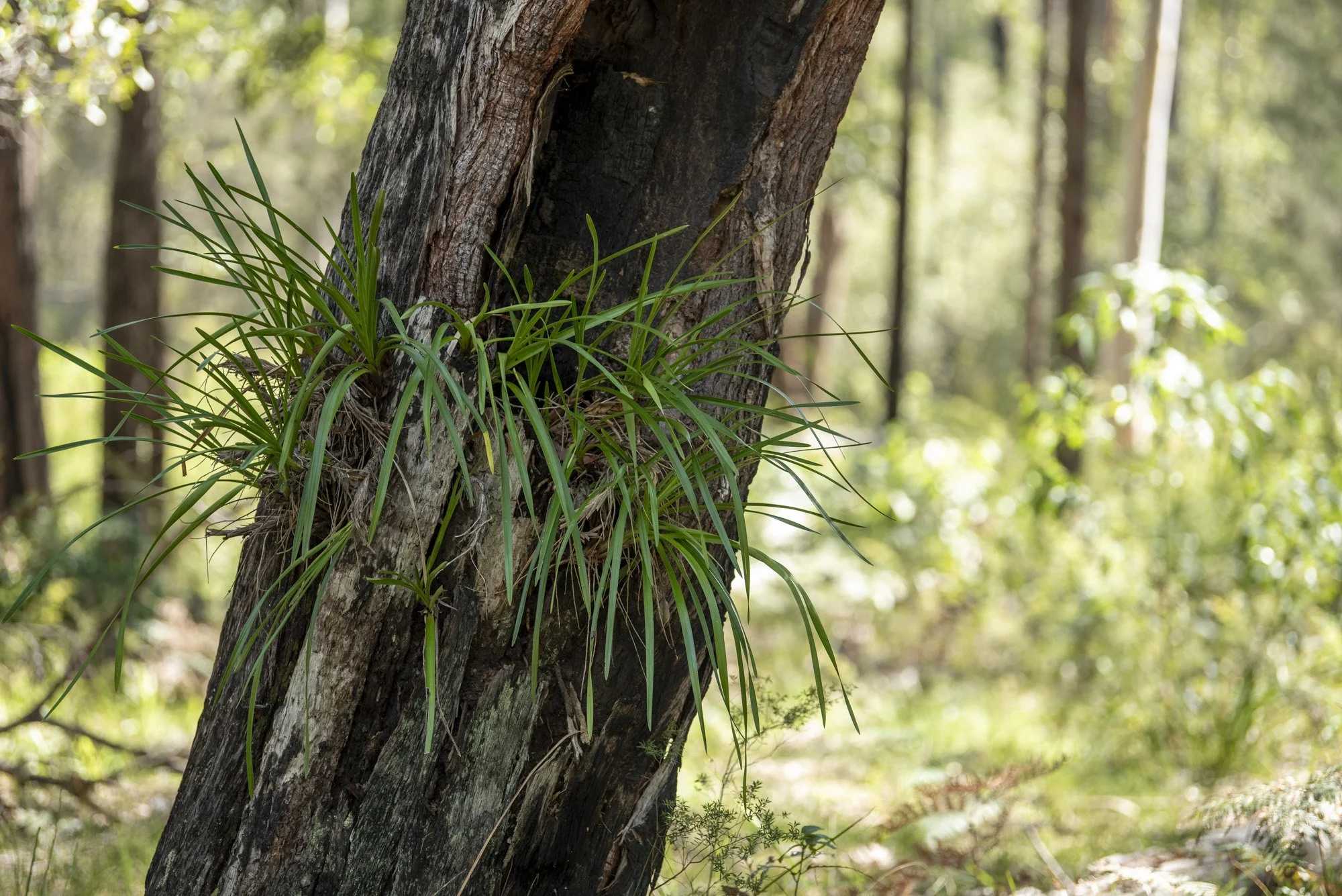 WEB 2 Parnell Rd Tomerong-35.jpg