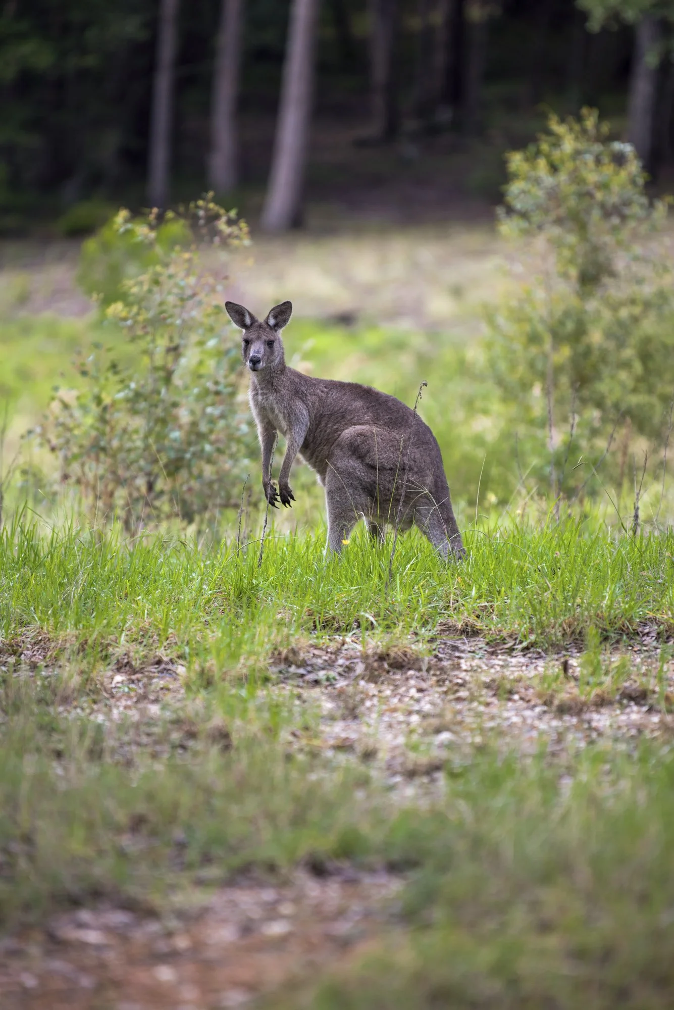 WEB 2 Parnell Rd Tomerong-20.jpg