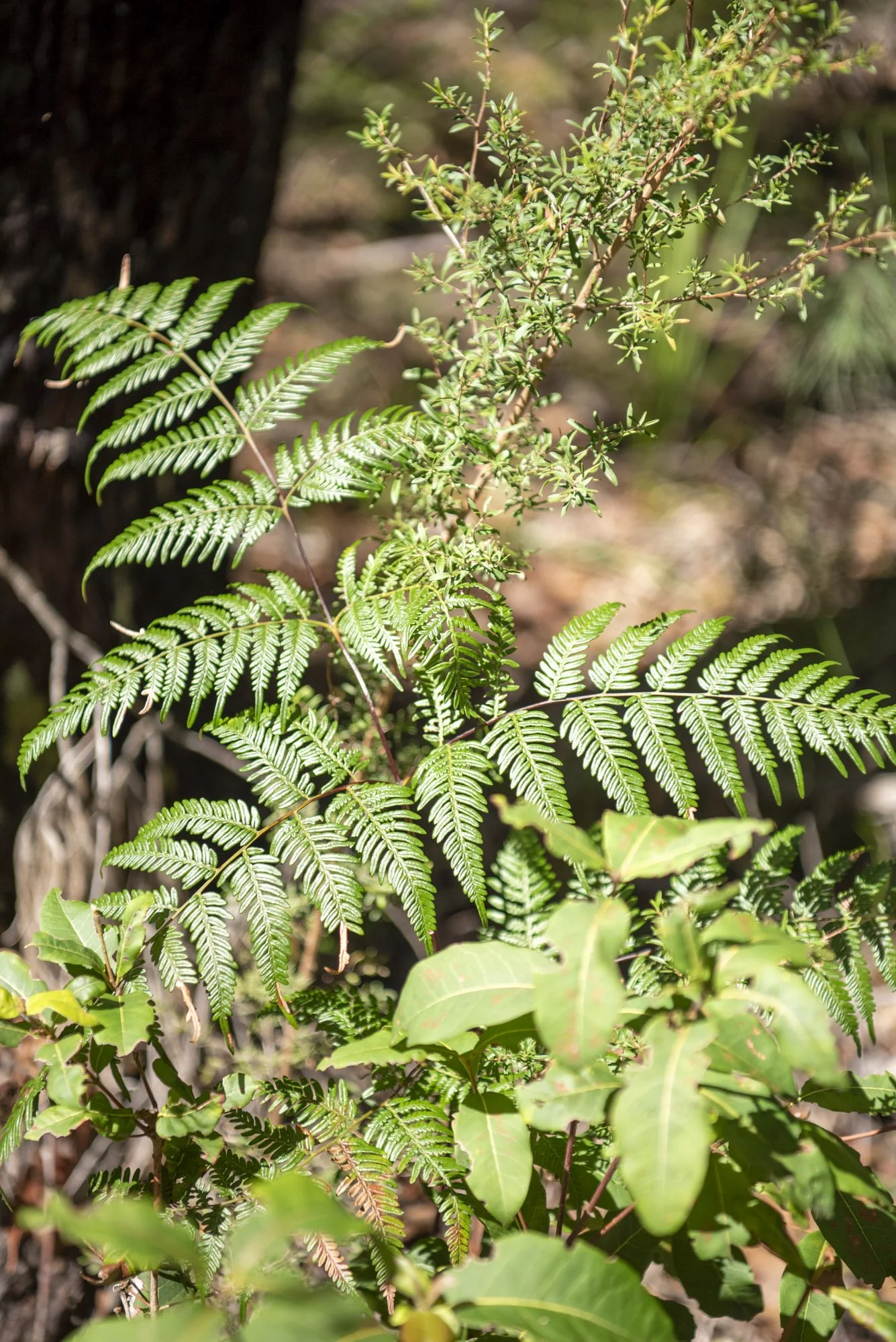 WEB 2 Parnell Rd Tomerong-14.jpg