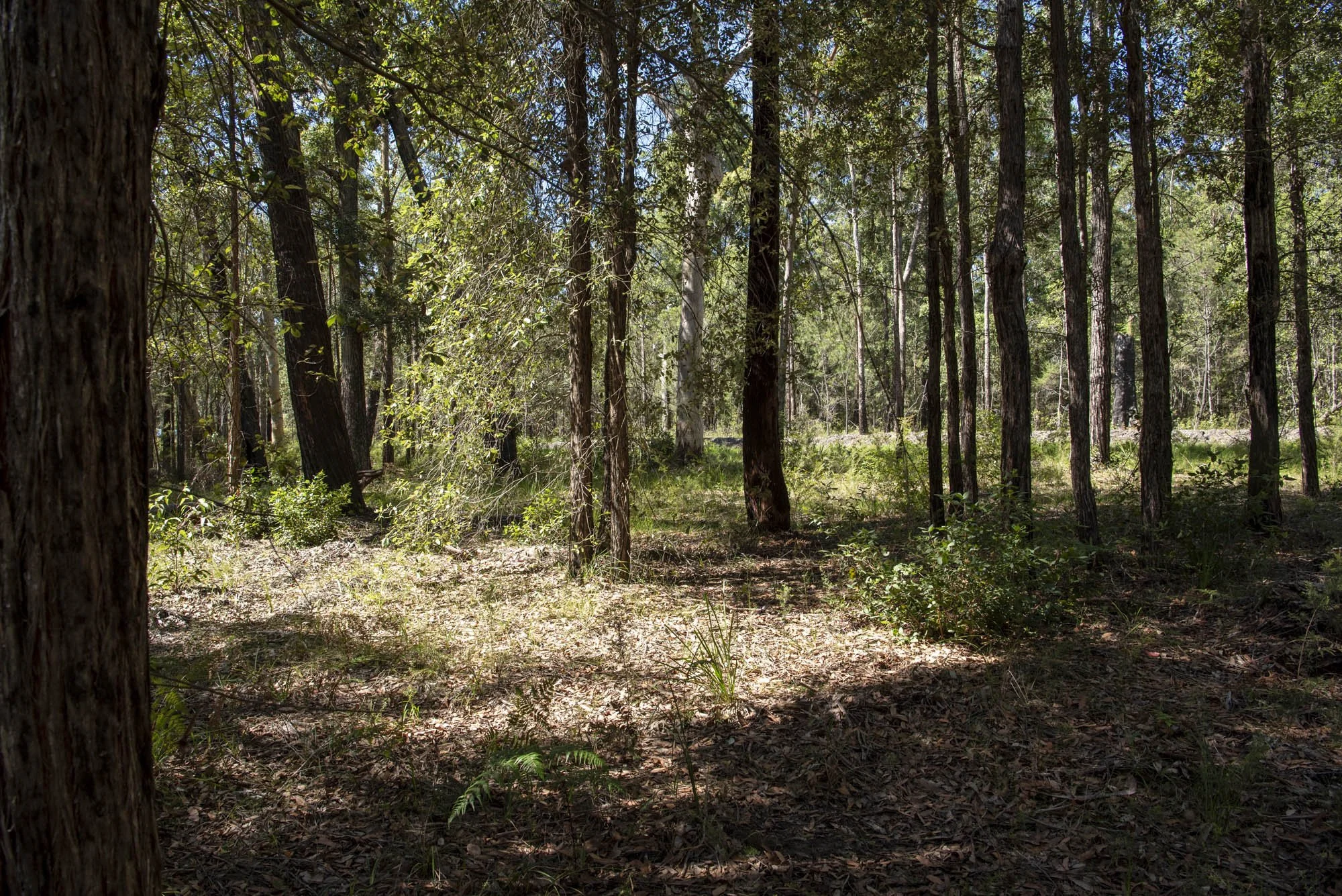 WEB 2 Parnell Rd Tomerong-29.jpg