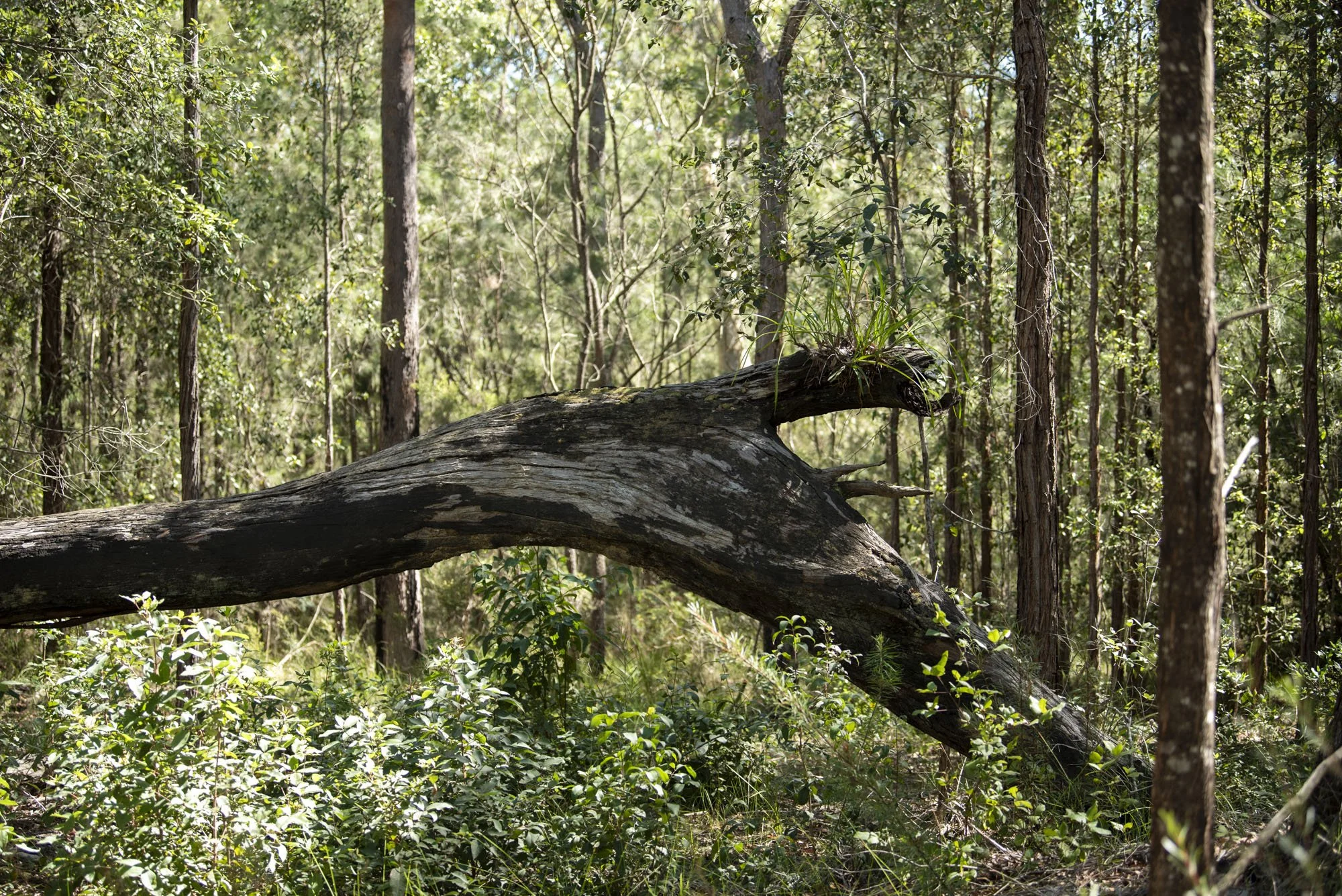 WEB 2 Parnell Rd Tomerong-39.jpg