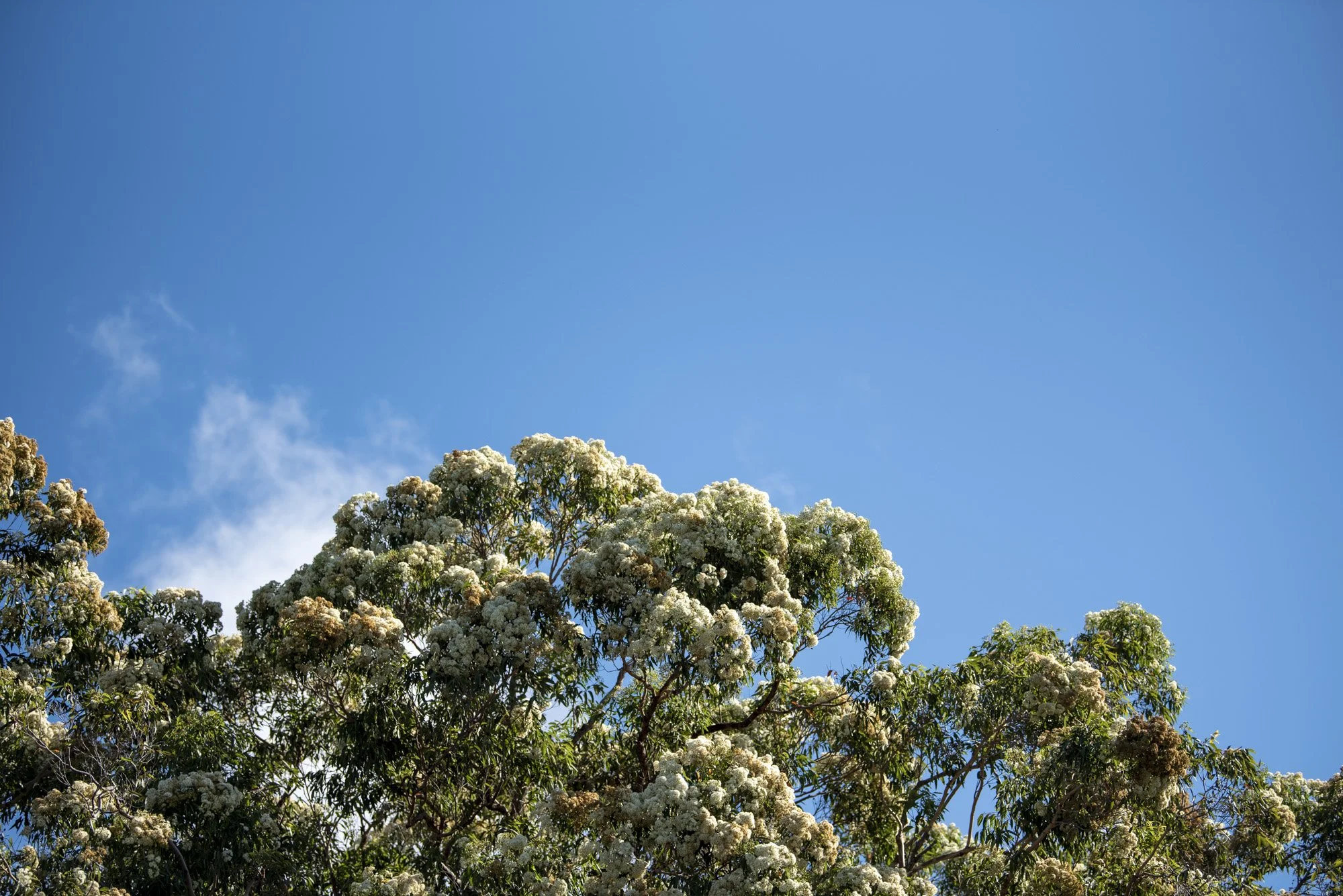 WEB 2 Parnell Rd Tomerong-41.jpg