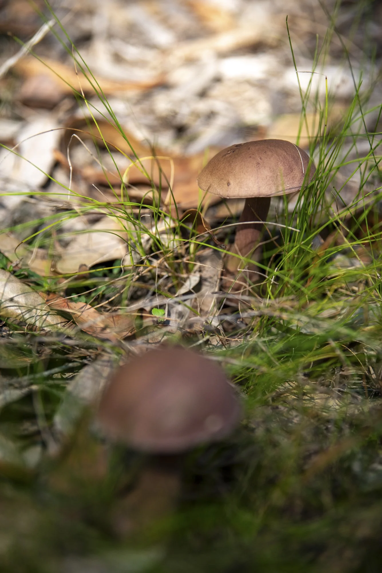 WEB 2 Parnell Rd Tomerong-11.jpg