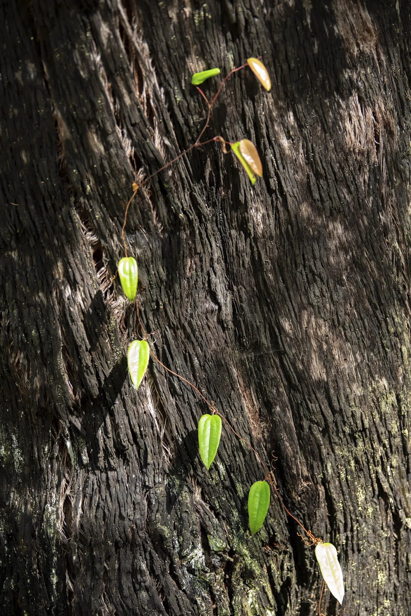 WEB 2 Parnell Rd Tomerong-10.jpg